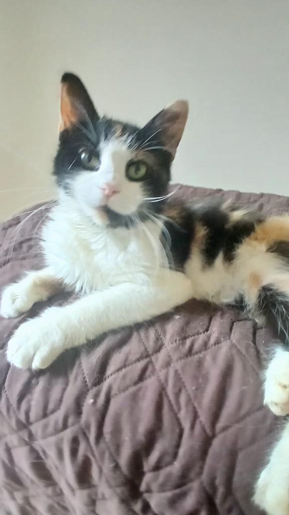 Enlarge Ivy, a Adoptable mixed breed in North East, MD image 4/4