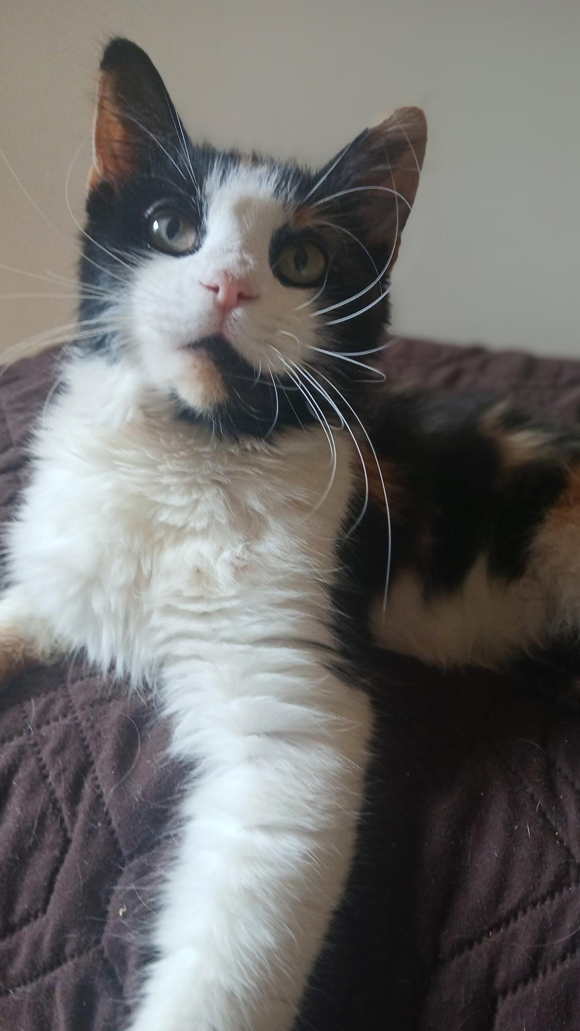 Ivy, Adoptable, Young Female Domestic Medium Hair & Maine Coon.