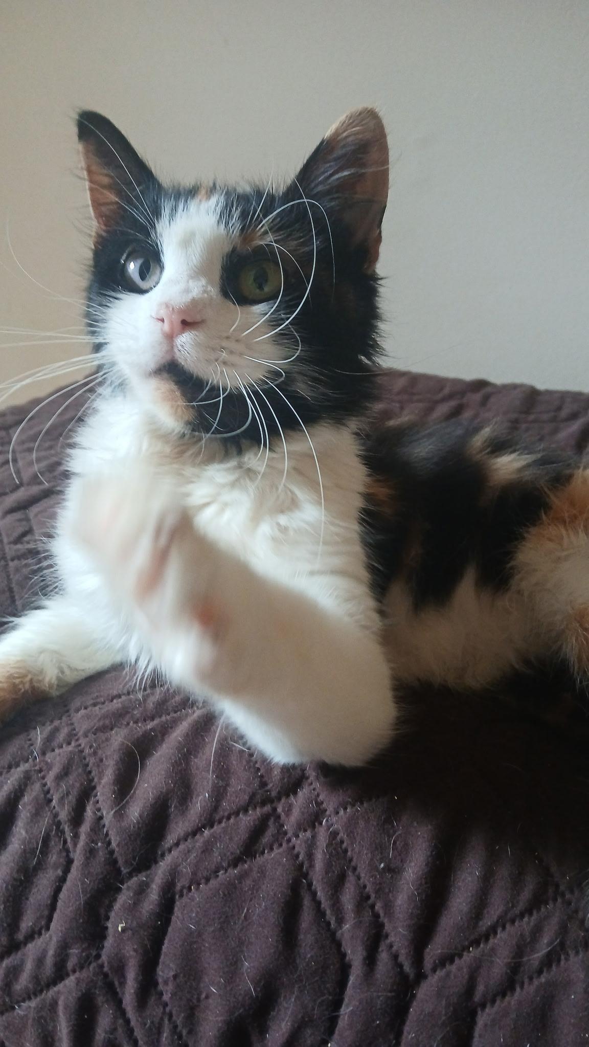 Enlarge Ivy, a Adoptable mixed breed in North East, MD image 3/4