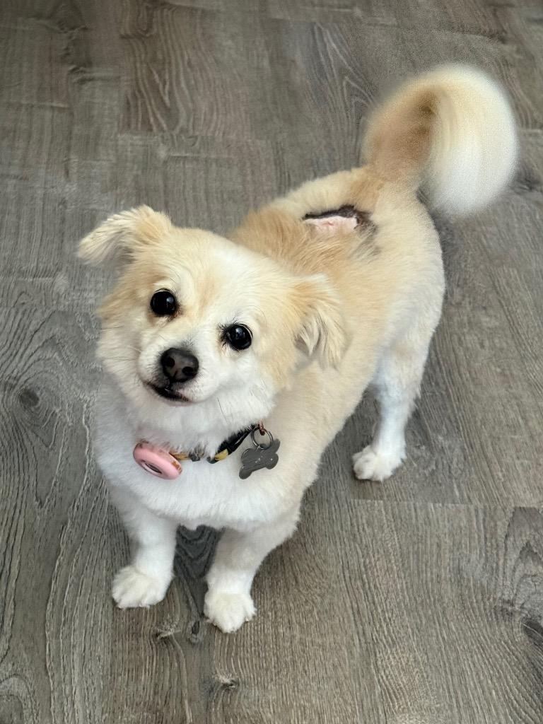 Enlarge Noelle, a Adoptable mixed breed in Manhattan Beach, CA image 5/5