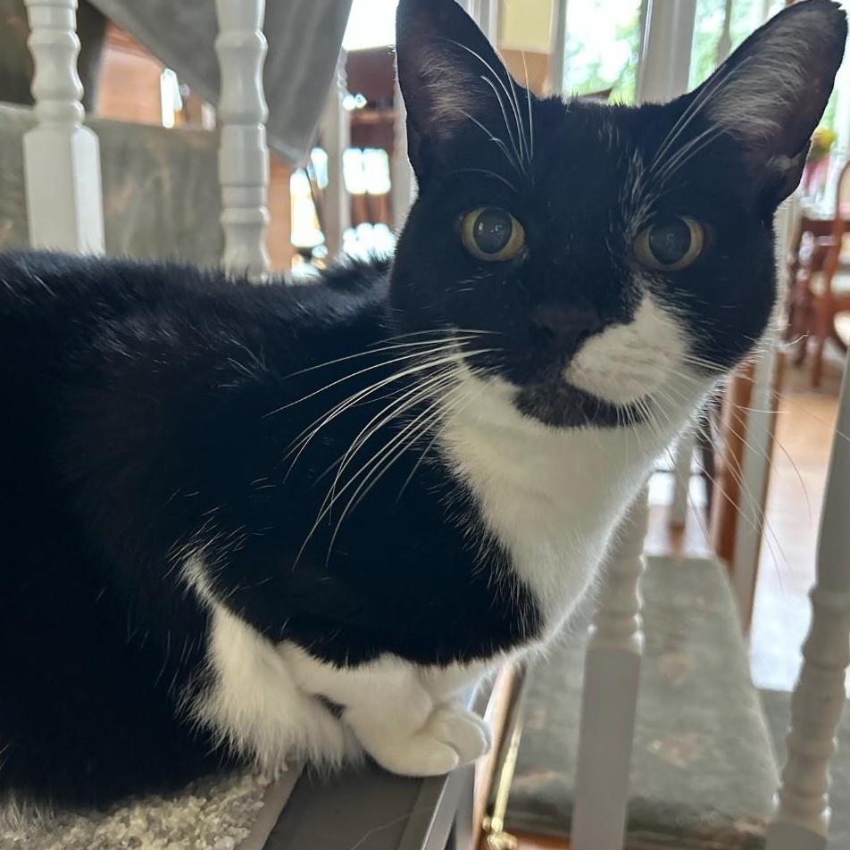 Mina, Adoptable, Adult Female Domestic Short Hair.