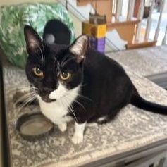 Mina, a Adoptable Domestic Short Hair in Annapolis, MD image 2/2