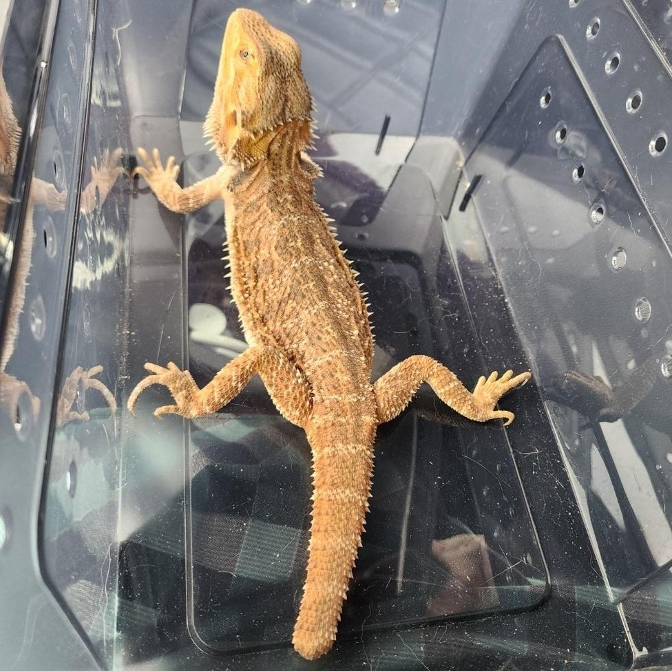 Enlarge Zara, a Adoptable Bearded Dragon in Lincoln, NE image 5/6