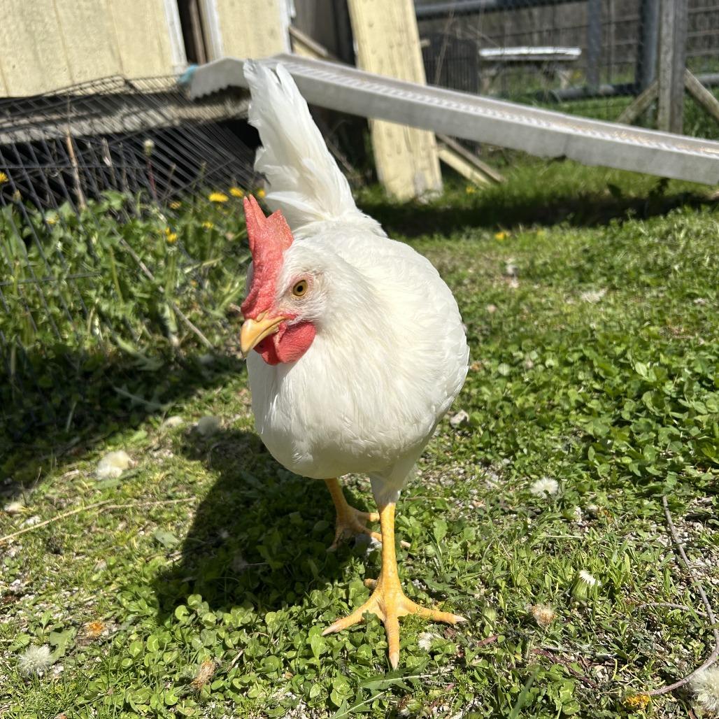 Enlarge Igor, a Adoptable Chicken in Novelty, OH image 1/4