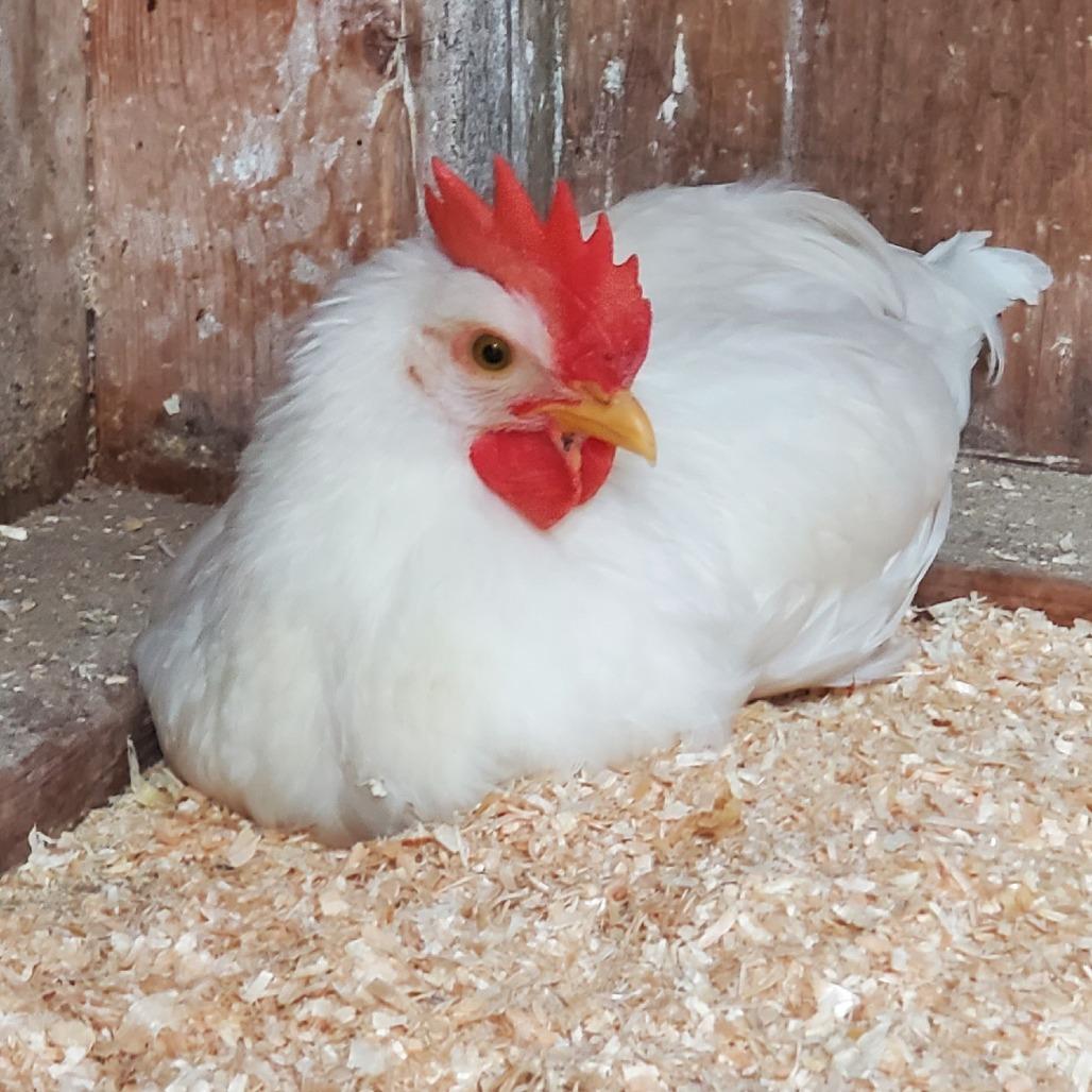 Enlarge Igor, a Adoptable Chicken in Novelty, OH image 2/4