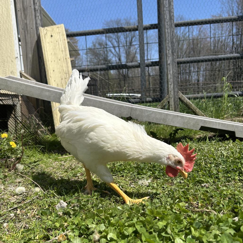 Enlarge Igor, a Adoptable Chicken in Novelty, OH image 3/4