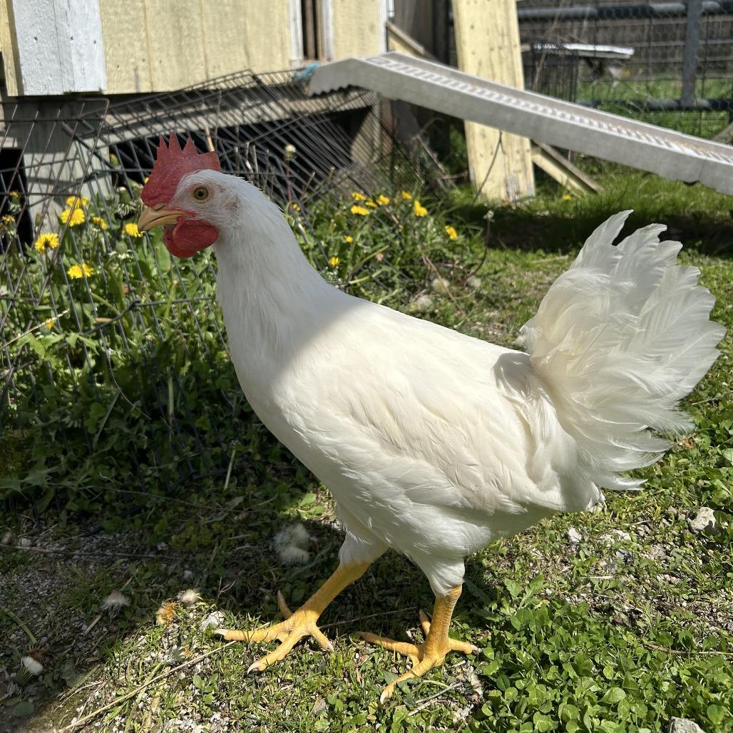 Enlarge Igor, a Adoptable Chicken in Novelty, OH image 4/4