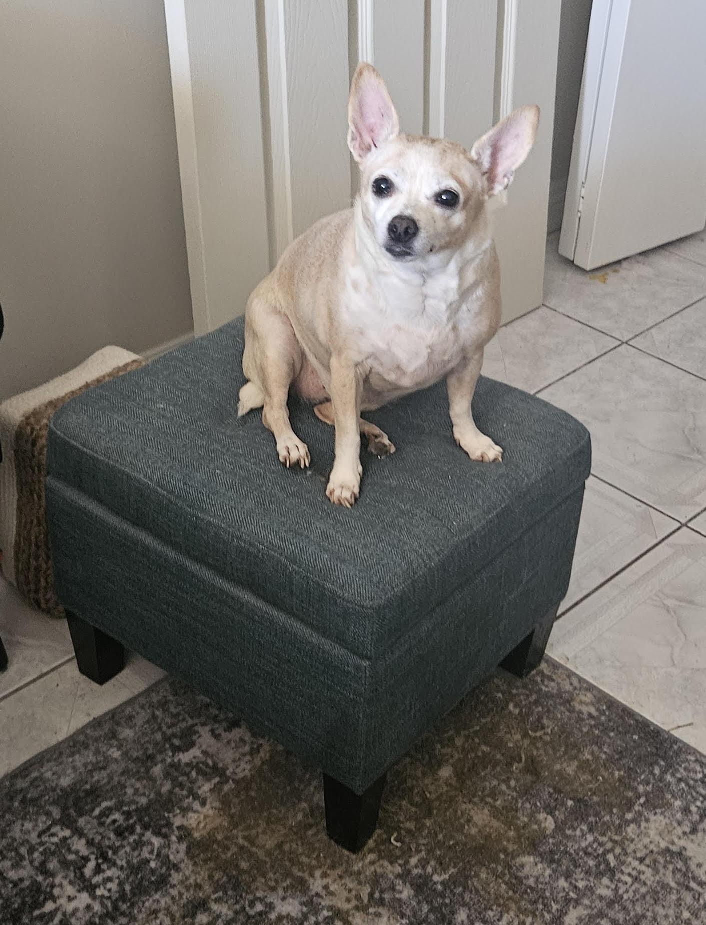 NONA, Adopted, Senior Female Chihuahua.