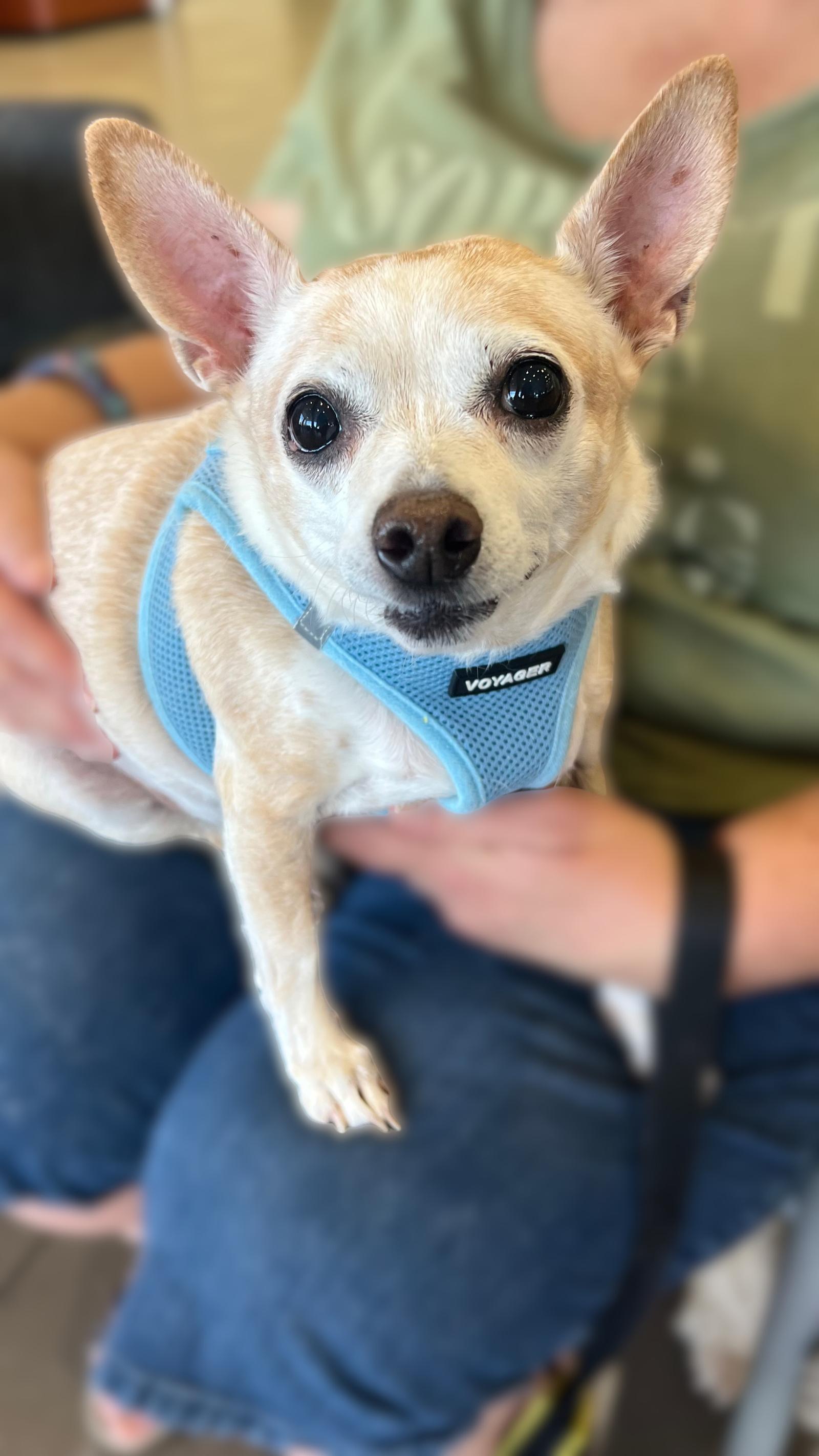 Enlarge NONA, a Adopted Chihuahua in Chandler, AZ image 2/3