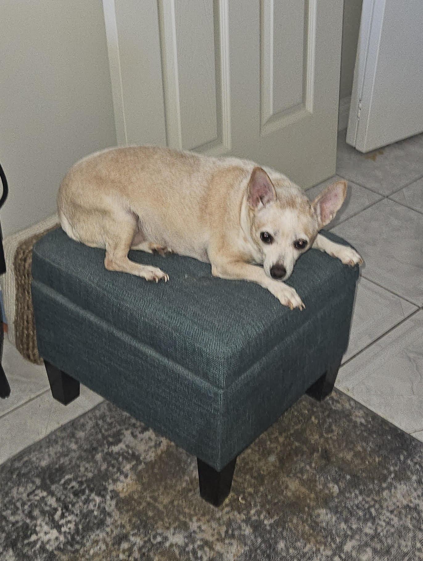 Enlarge NONA, a Adopted Chihuahua in Chandler, AZ image 3/3