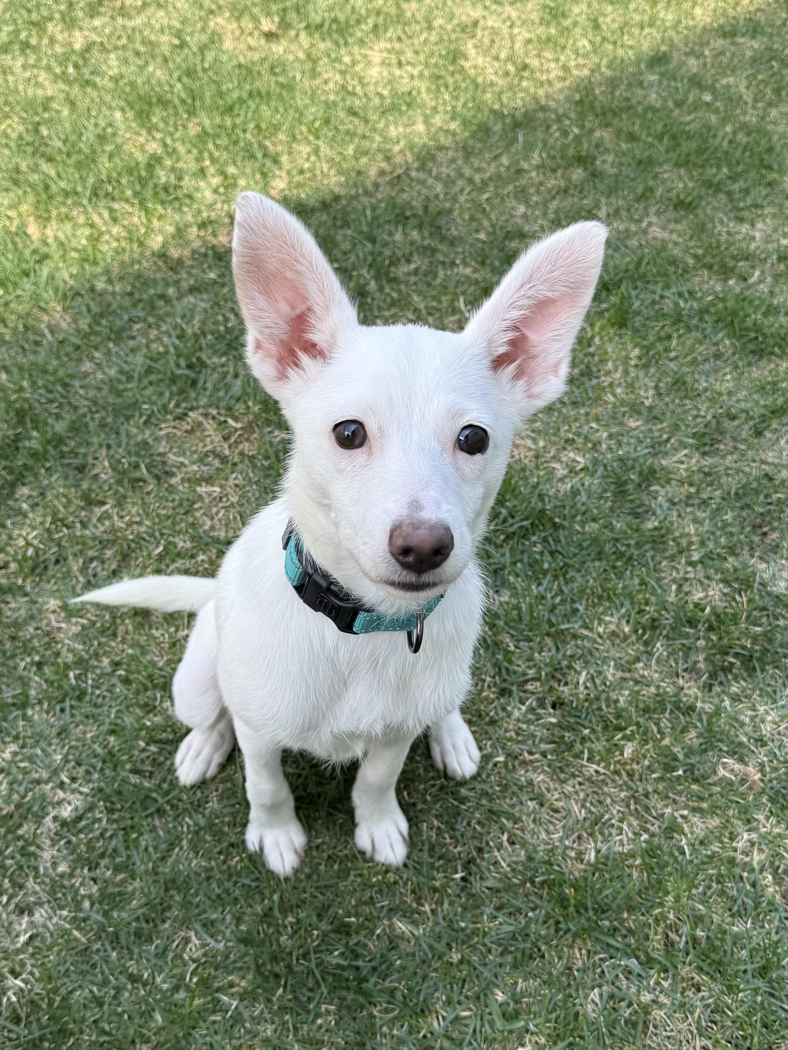 Enlarge Summer, a ADOPTABLE mixed breed in Fort Collins, CO image 2/6