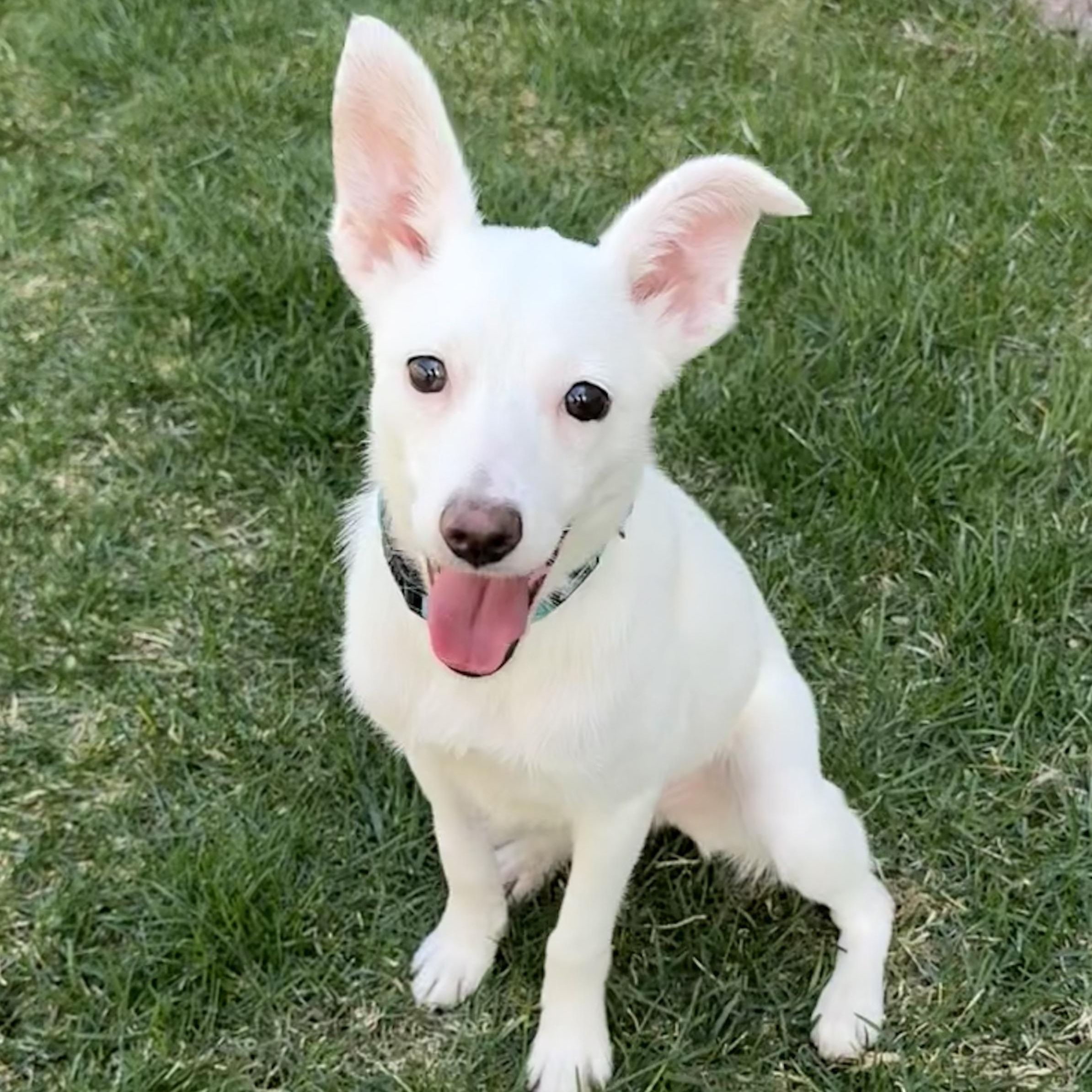 Summer, ADOPTABLE, Adult Female Rat Terrier & Chihuahua.
