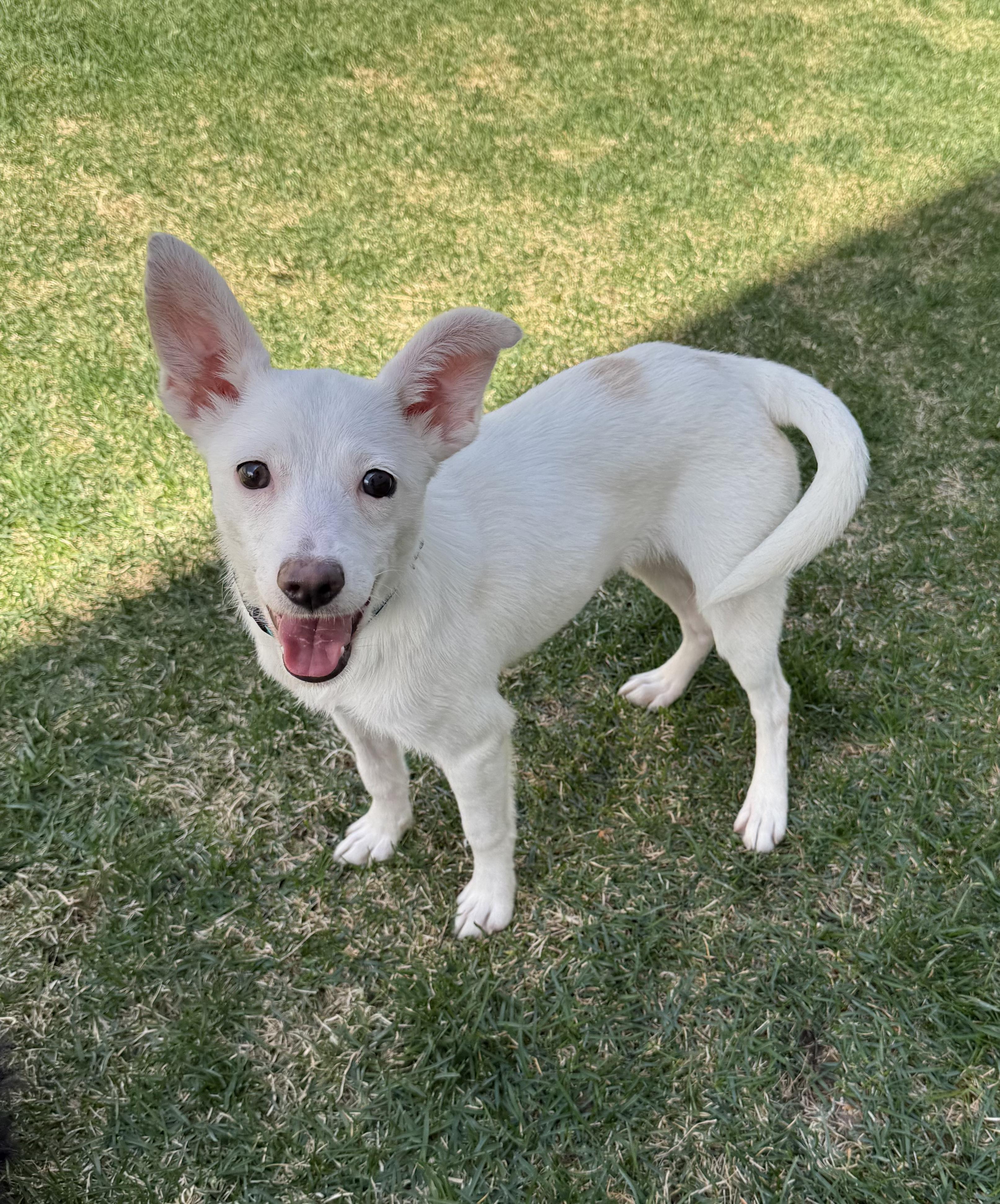 Enlarge Summer, a ADOPTABLE mixed breed in Fort Collins, CO image 6/6