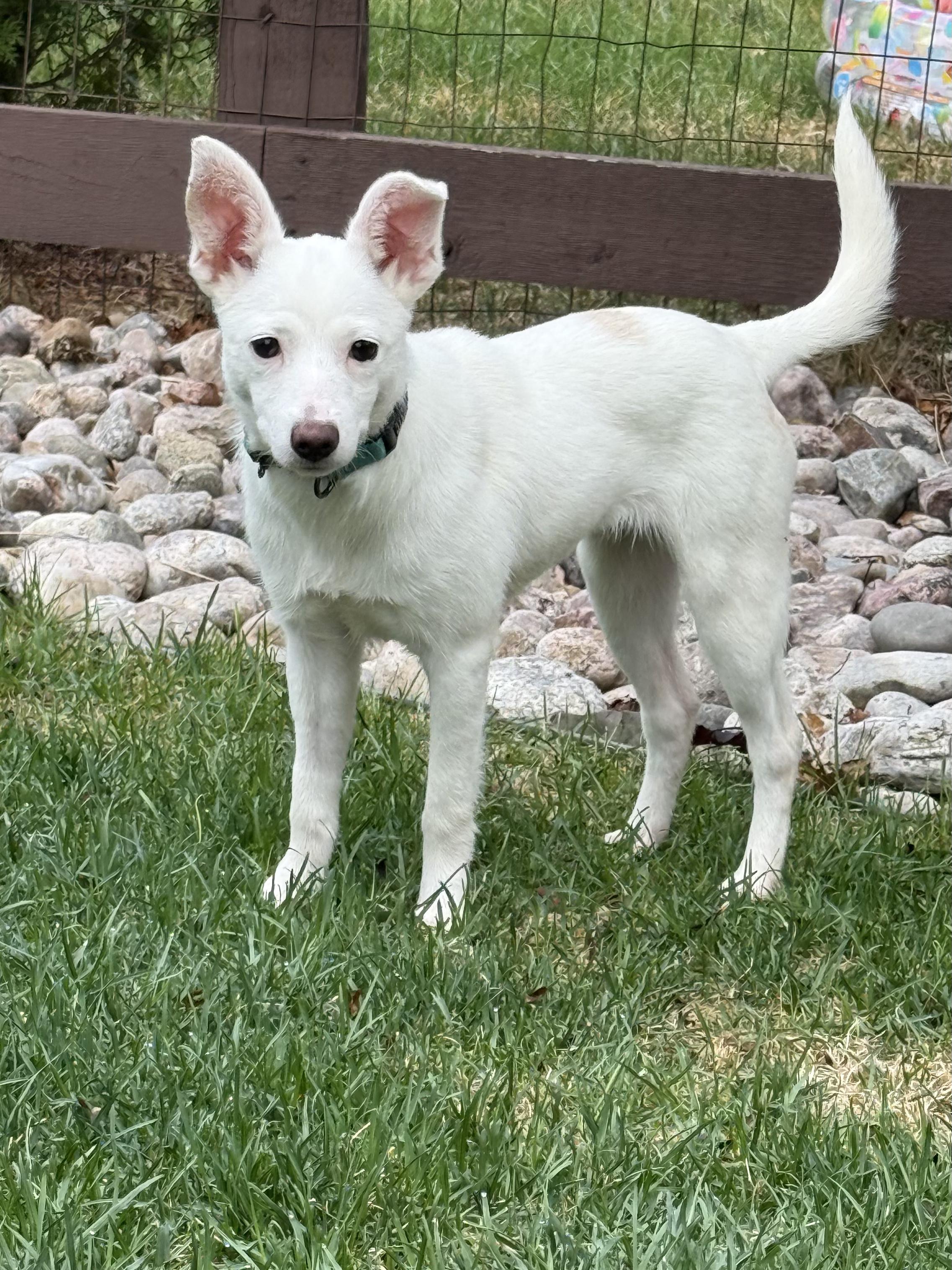 Enlarge Summer, a ADOPTABLE mixed breed in Fort Collins, CO image 3/6