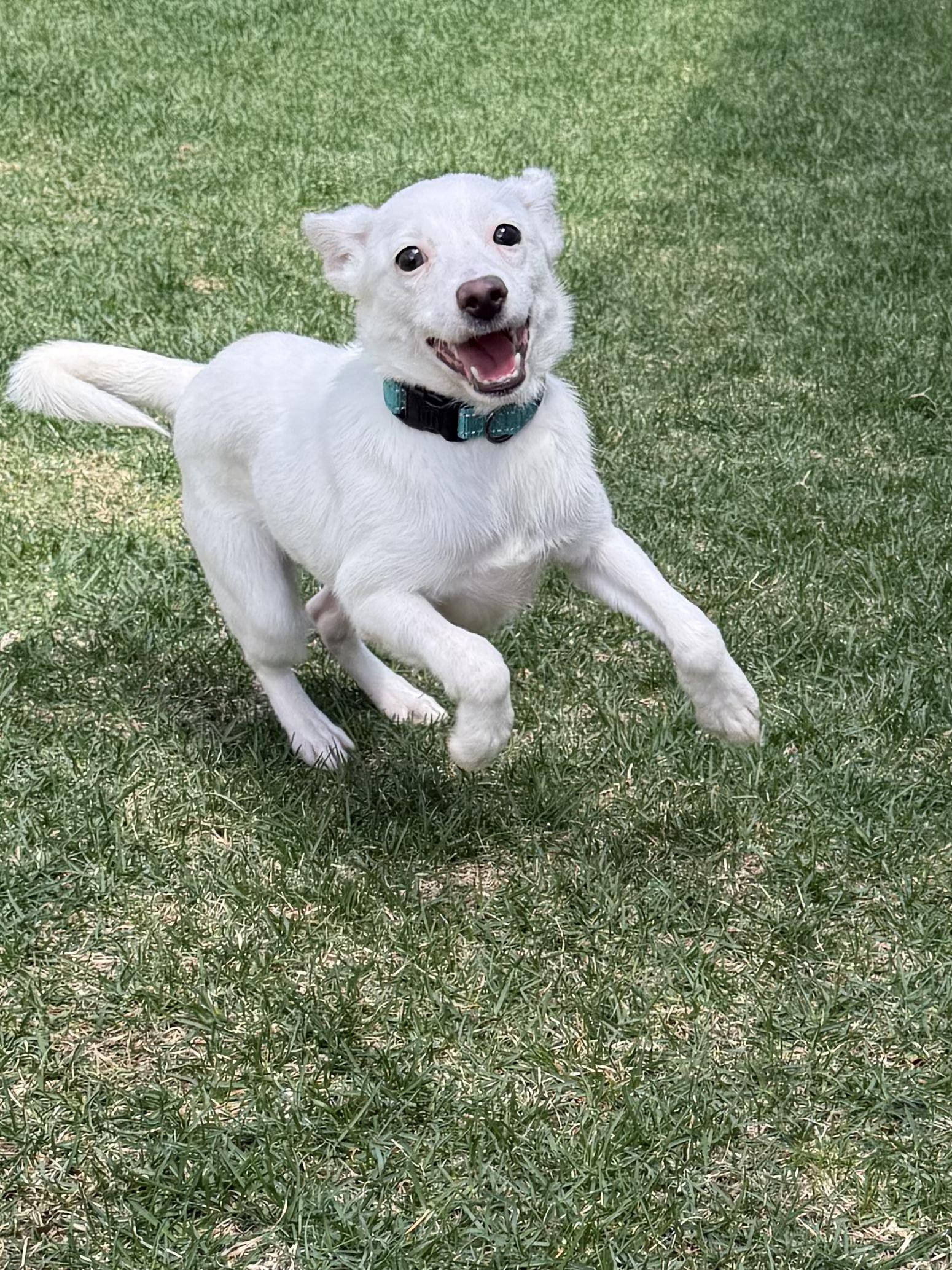 Enlarge Summer, a ADOPTABLE mixed breed in Fort Collins, CO image 4/6