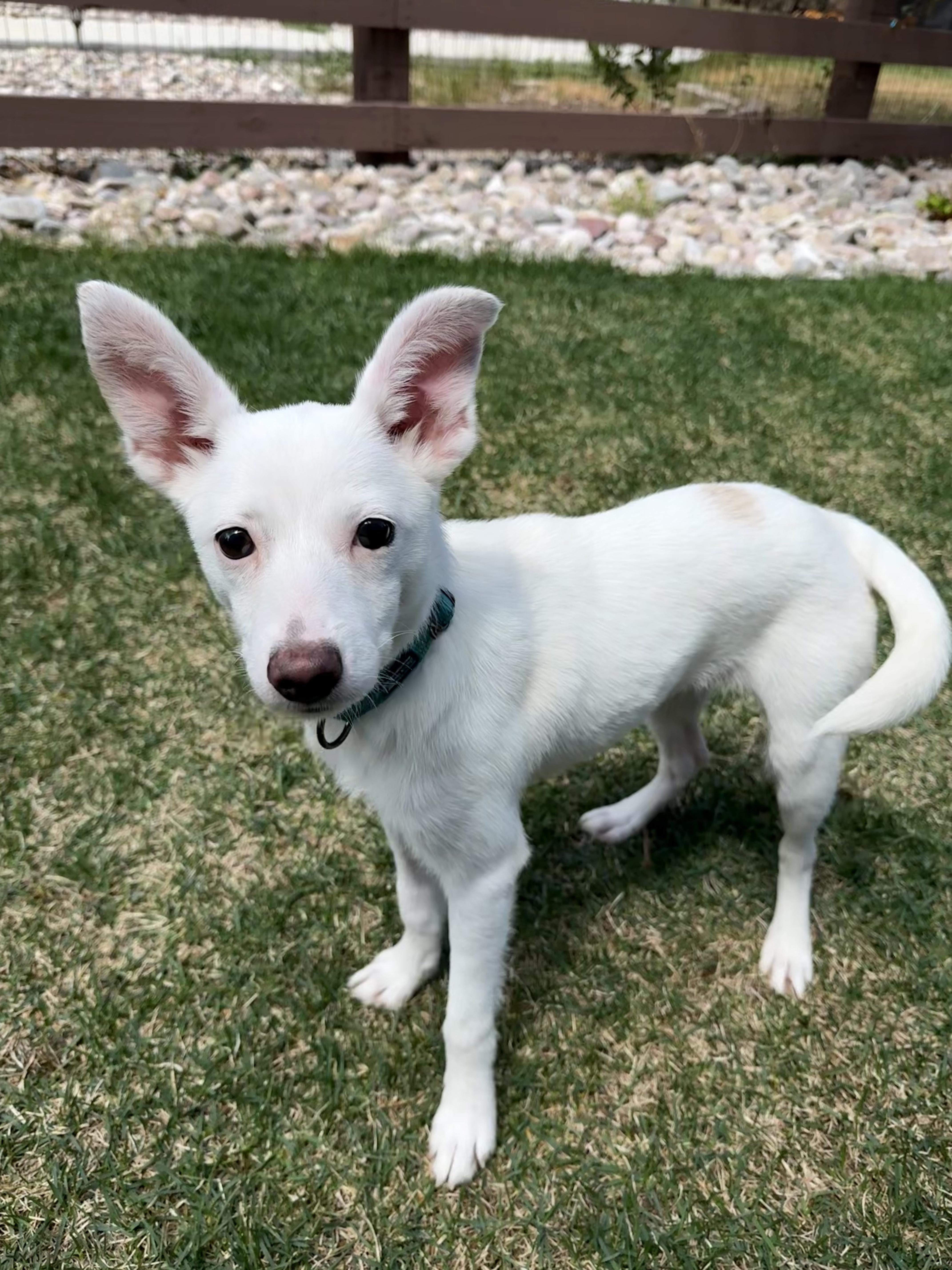 Enlarge Summer, a ADOPTABLE mixed breed in Fort Collins, CO image 5/6