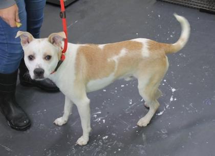 Patches, Adoptable, Young Male Terrier & Mixed Breed.