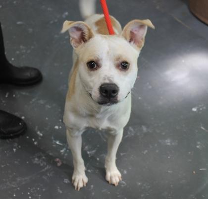 Patches, a Adoptable mixed breed in Picayune, MS image 2/3