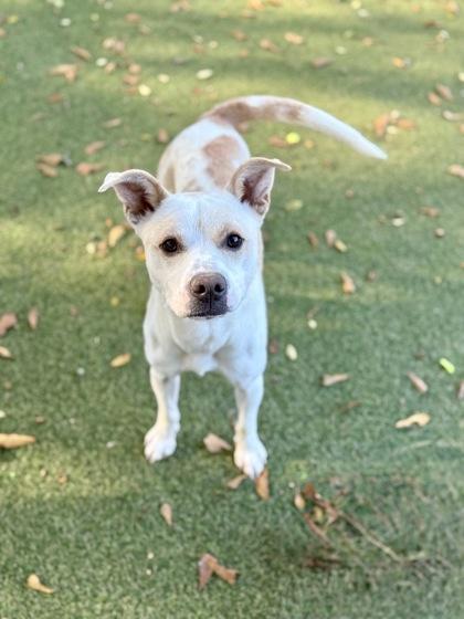 Patches, a Adoptable mixed breed in Picayune, MS image 2/5