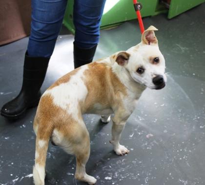 Patches, a Adoptable mixed breed in Picayune, MS image 3/3