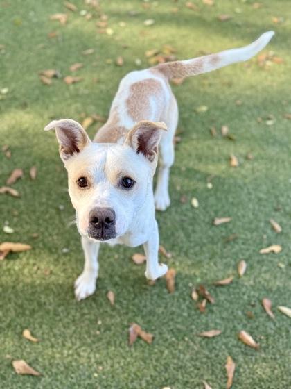 Patches, a Adoptable mixed breed in Picayune, MS image 4/5