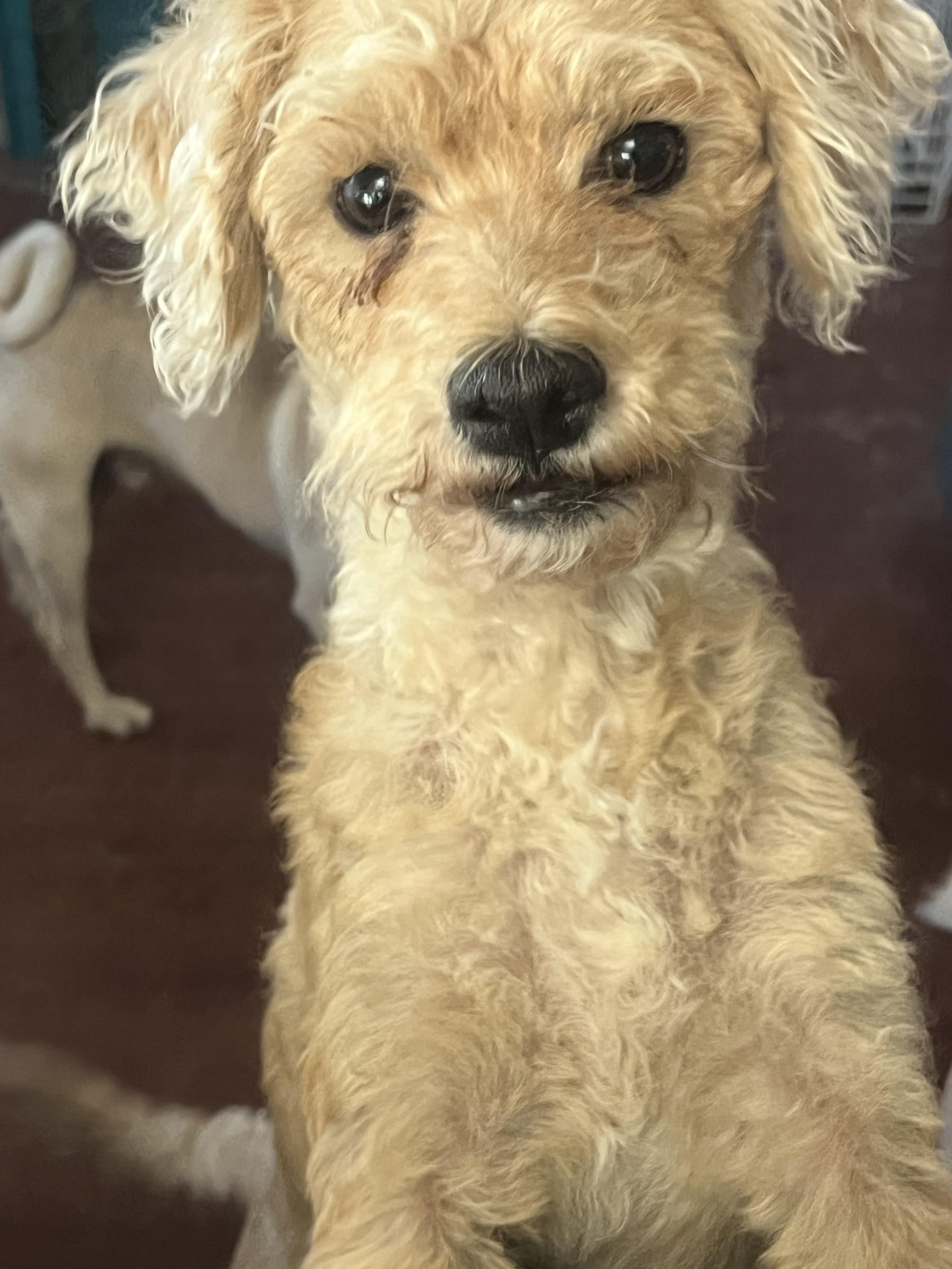 Moon, ADOPTABLE, Adult Female Miniature Poodle.