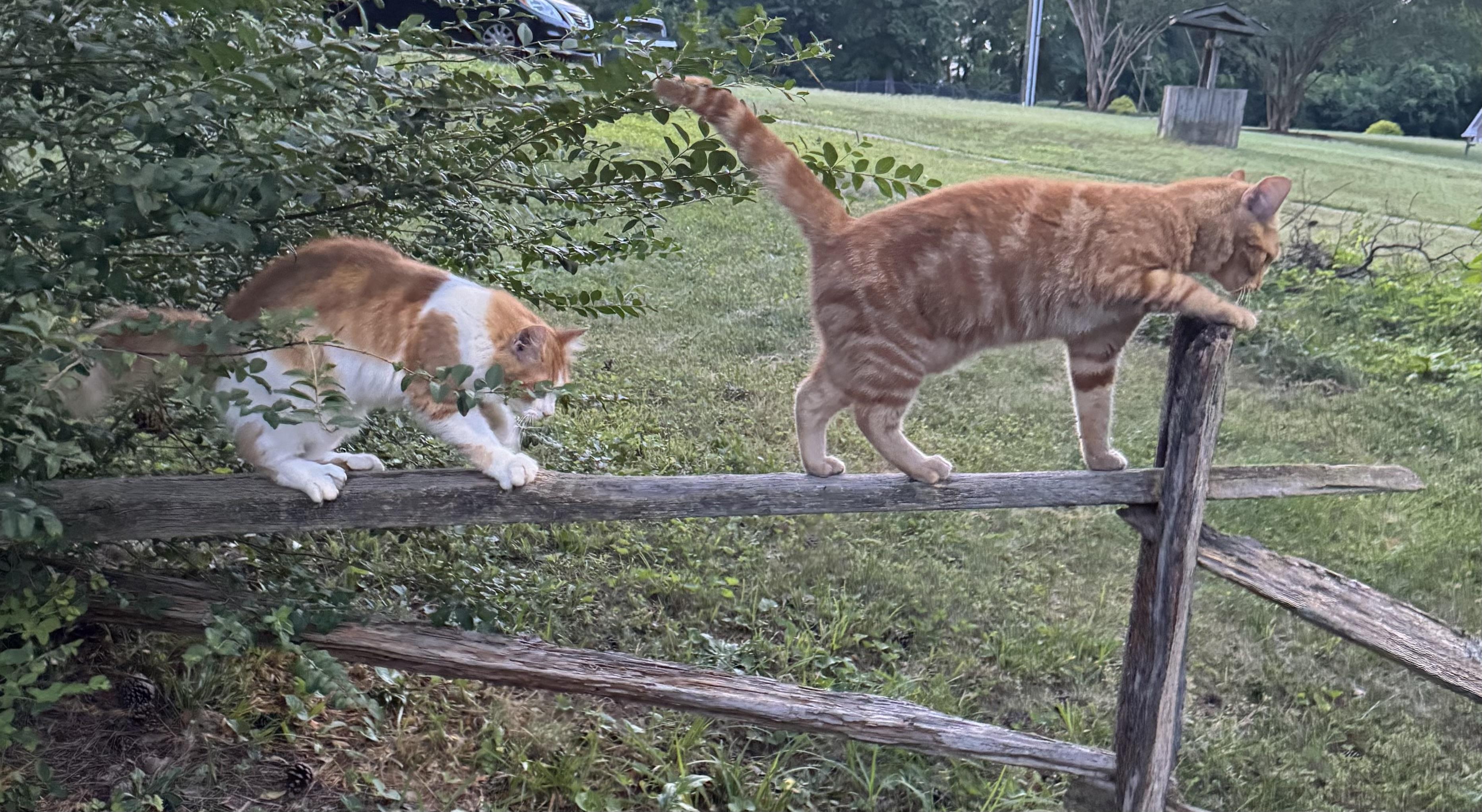 Enlarge Buchi & Puchi, a Adopted Domestic Long Hair in Chase City, VA image 1/6