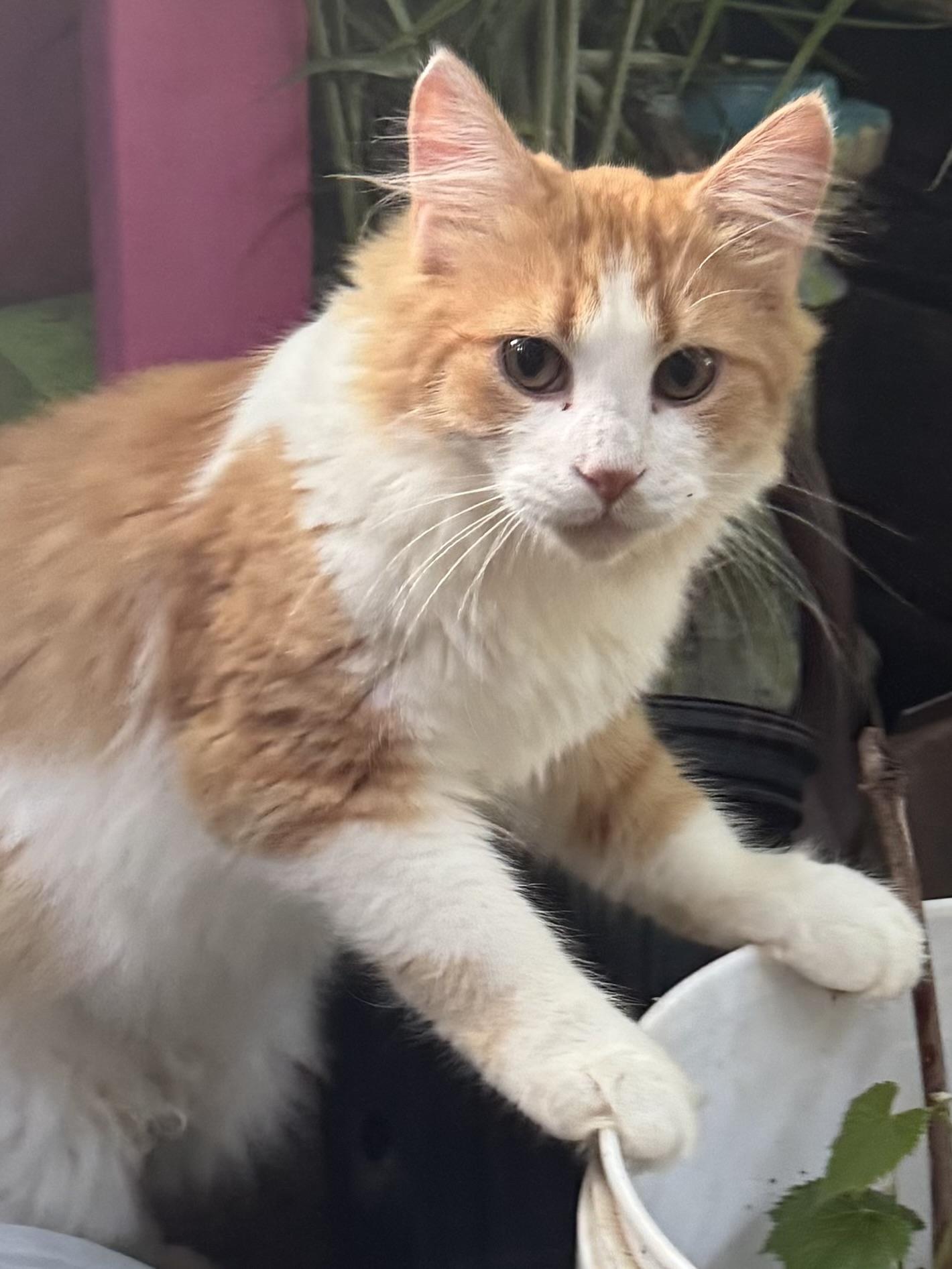 Enlarge Buchi & Puchi, a Adopted Domestic Long Hair in Chase City, VA image 3/6