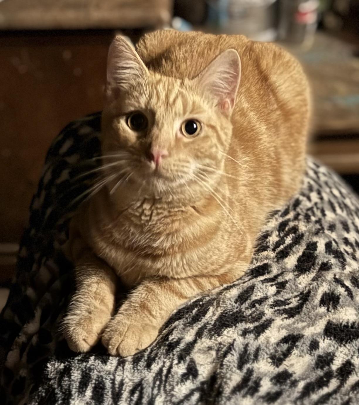 Enlarge Buchi & Puchi, a Adopted Domestic Long Hair in Chase City, VA image 5/6