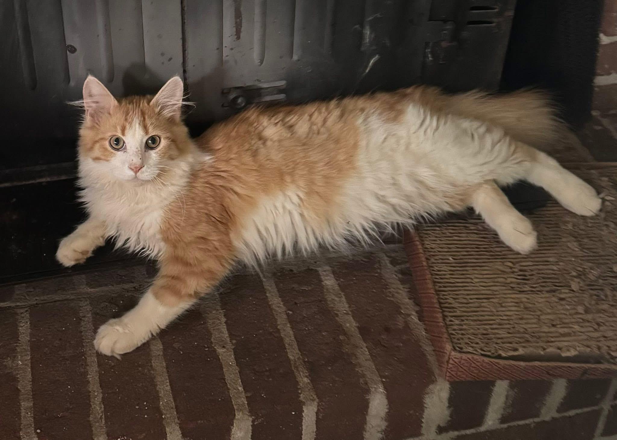 Enlarge Buchi & Puchi, a Adopted Domestic Long Hair in Chase City, VA image 6/6