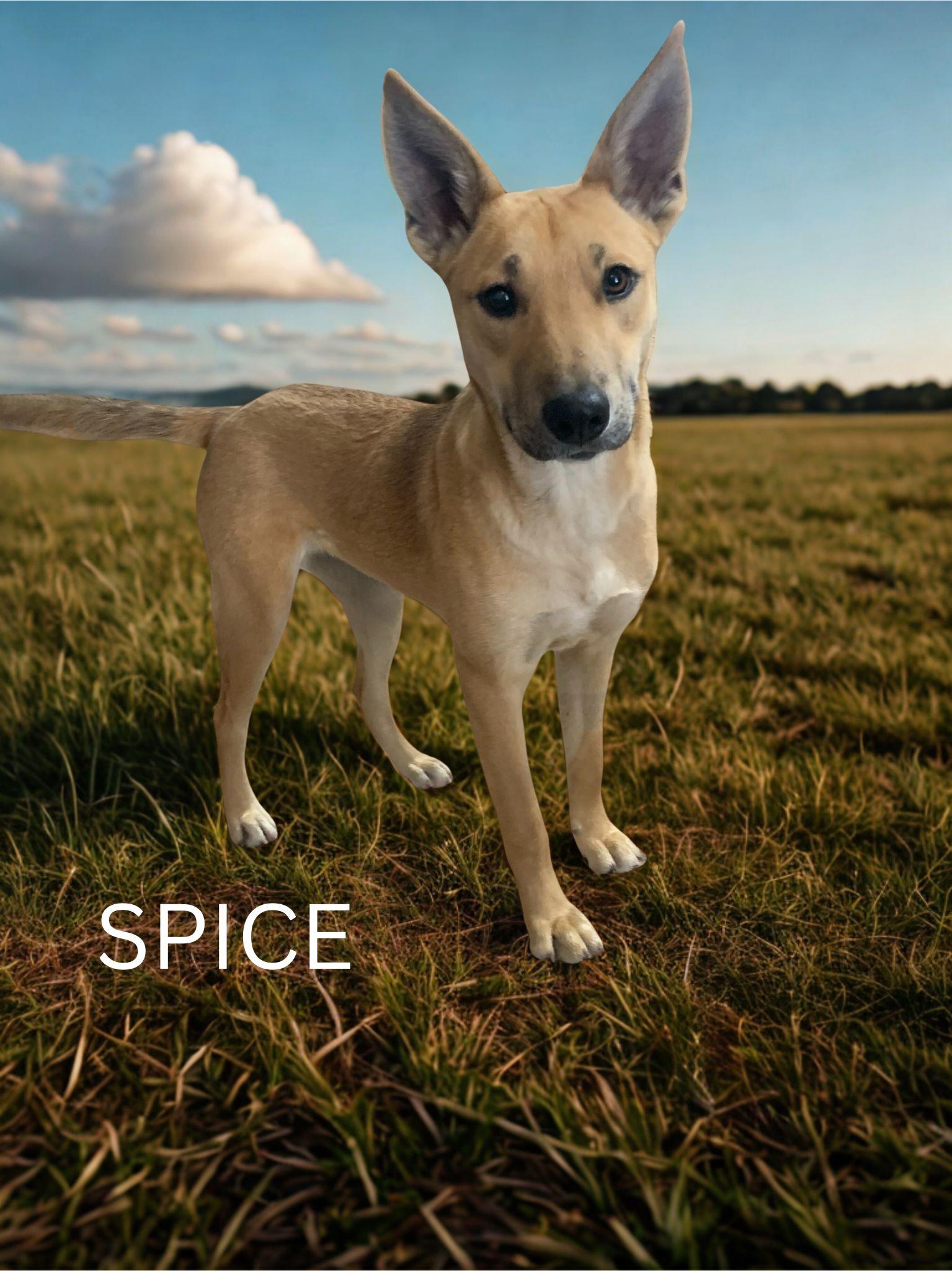 Spice, ADOPTABLE, Young Female German Shepherd Dog.