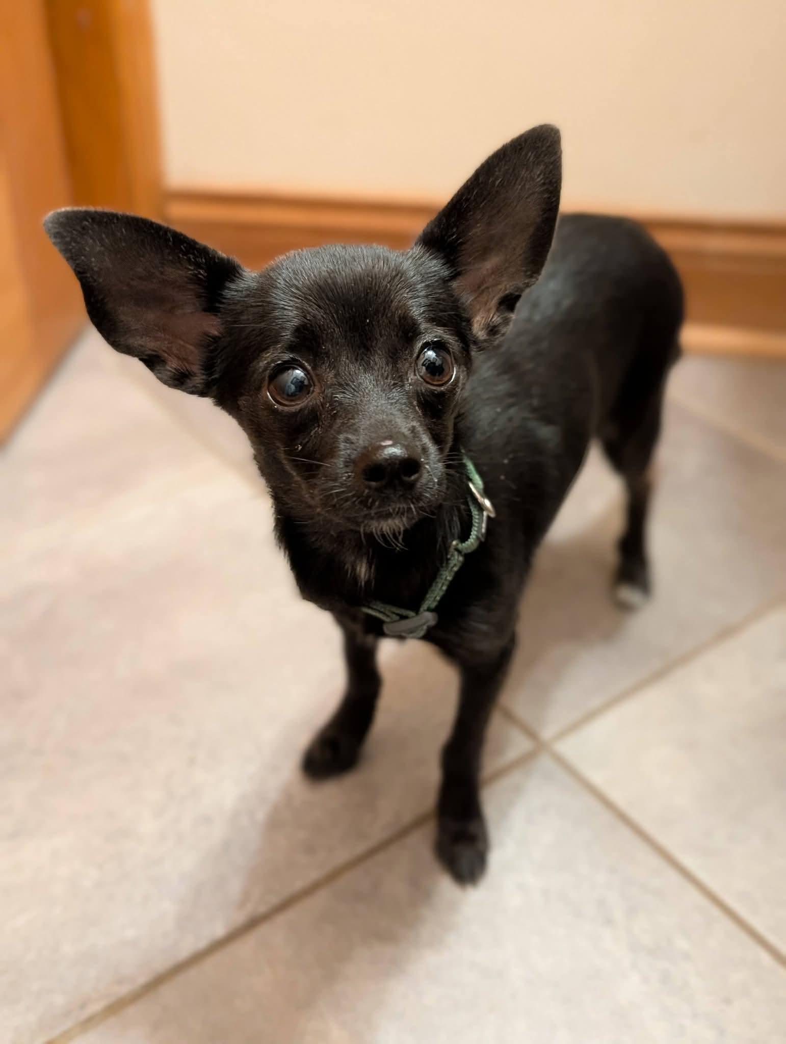 Enlarge CHALLA 425, a Adopted mixed breed in Milwaukee, WI image 1/5