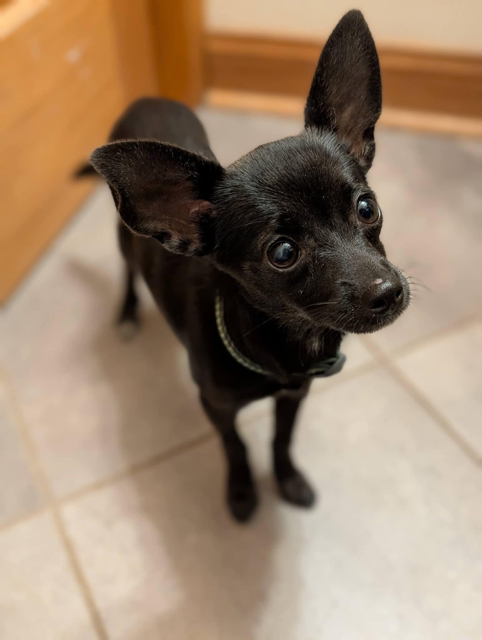 Enlarge CHALLA 425, a Adopted mixed breed in Milwaukee, WI image 5/5