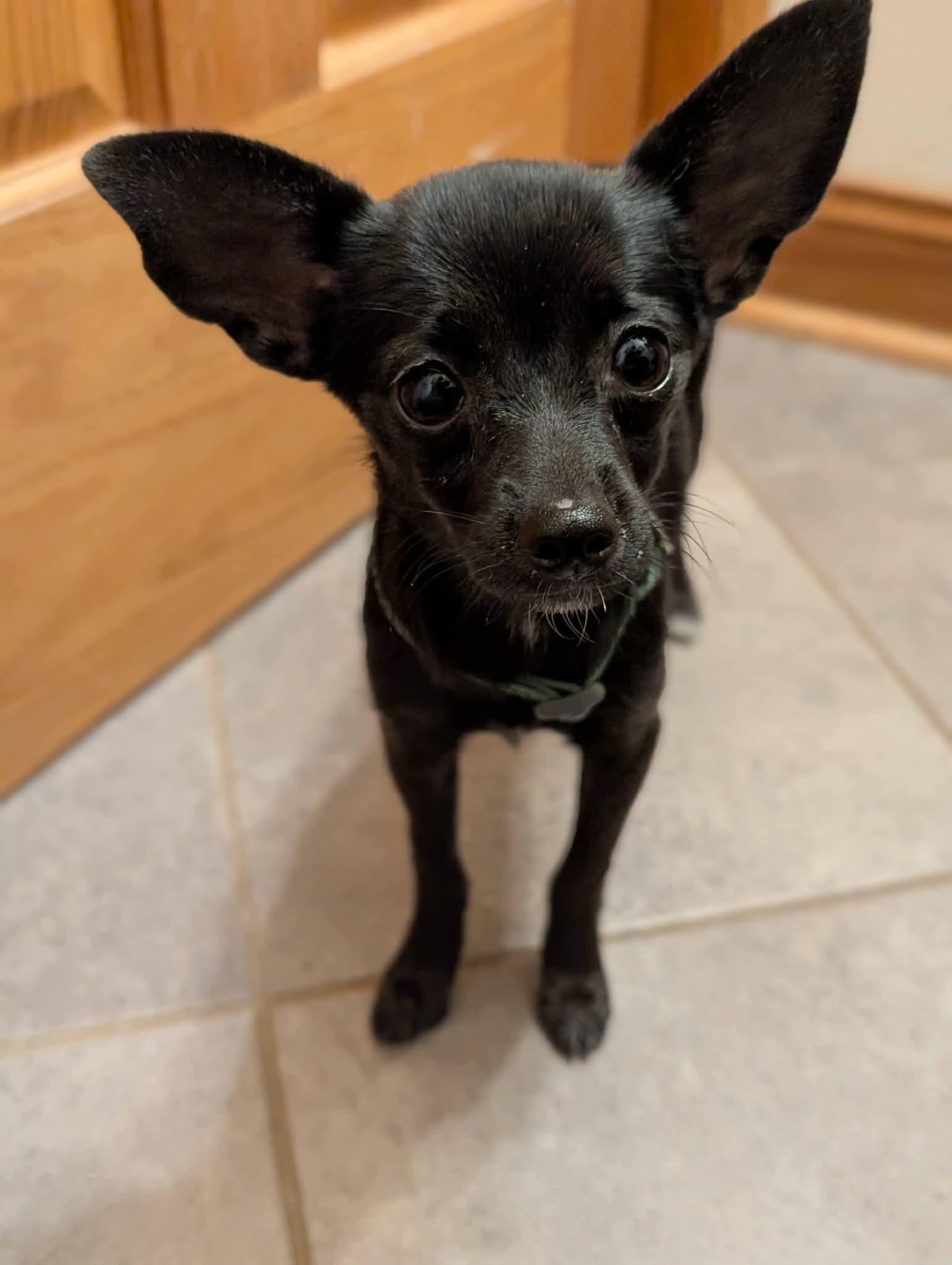 Enlarge CHALLA 425, a Adopted mixed breed in Milwaukee, WI image 2/5