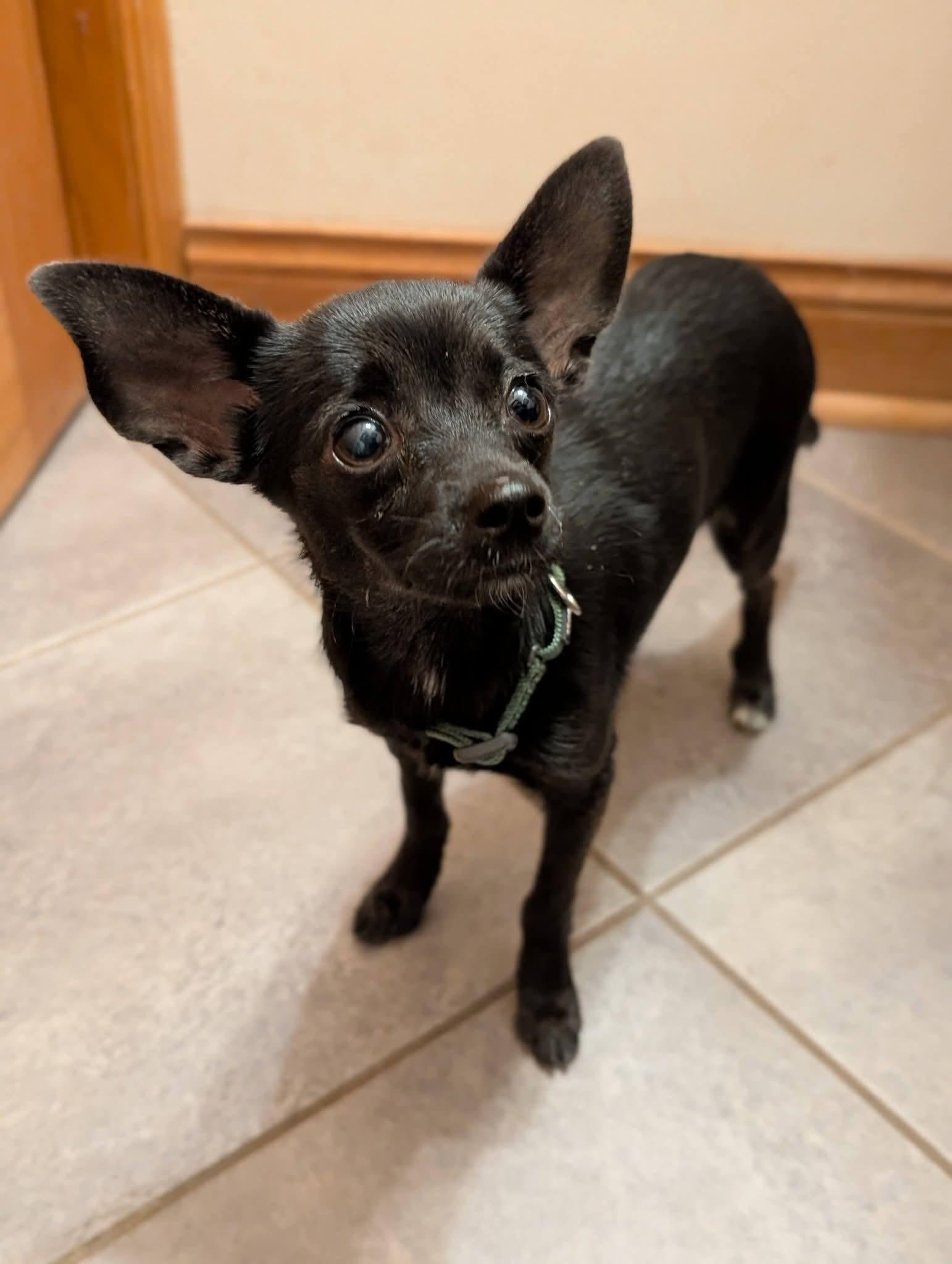 Enlarge CHALLA 425, a Adopted mixed breed in Milwaukee, WI image 3/5