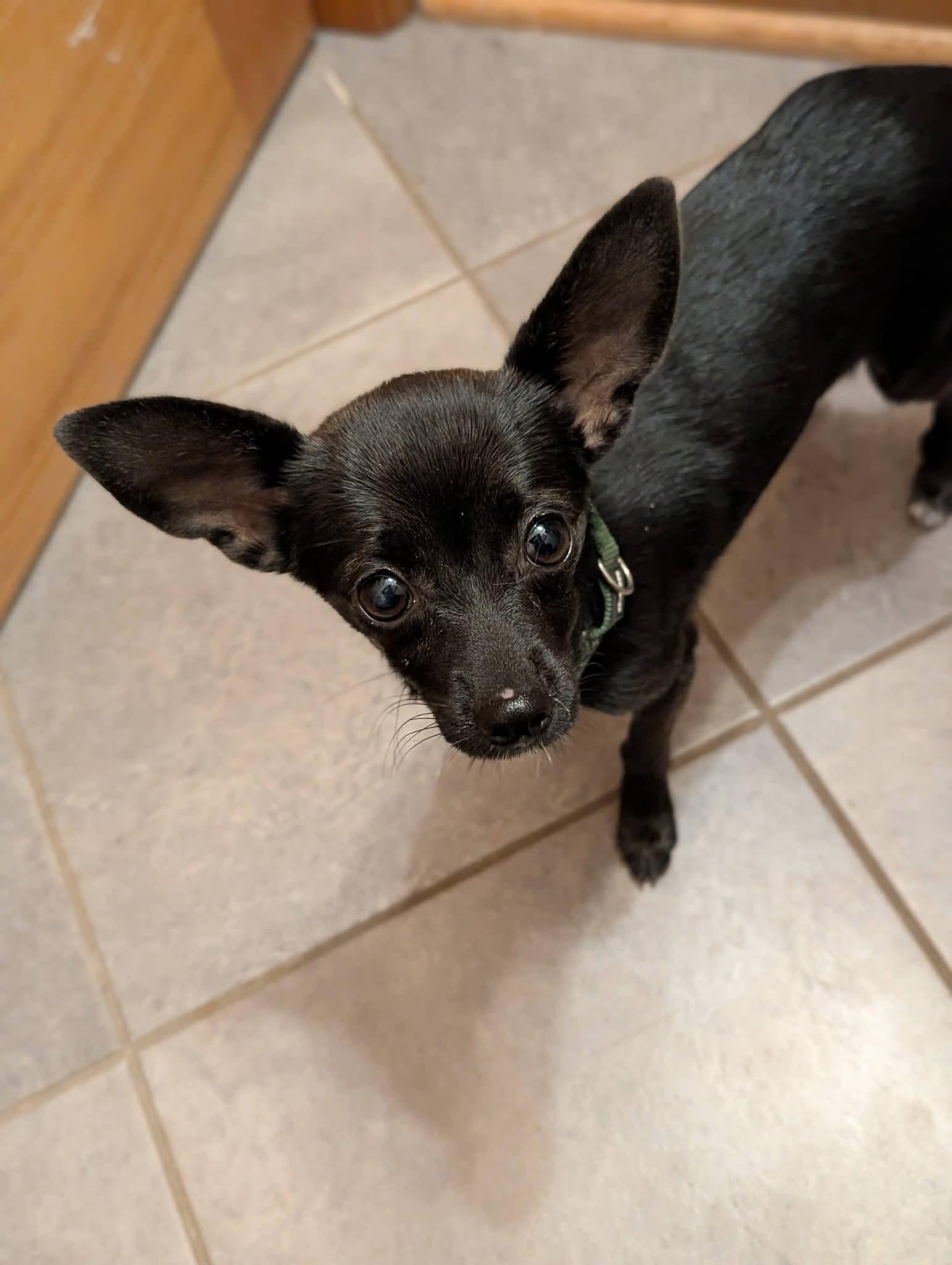 Enlarge CHALLA 425, a Adopted mixed breed in Milwaukee, WI image 4/5