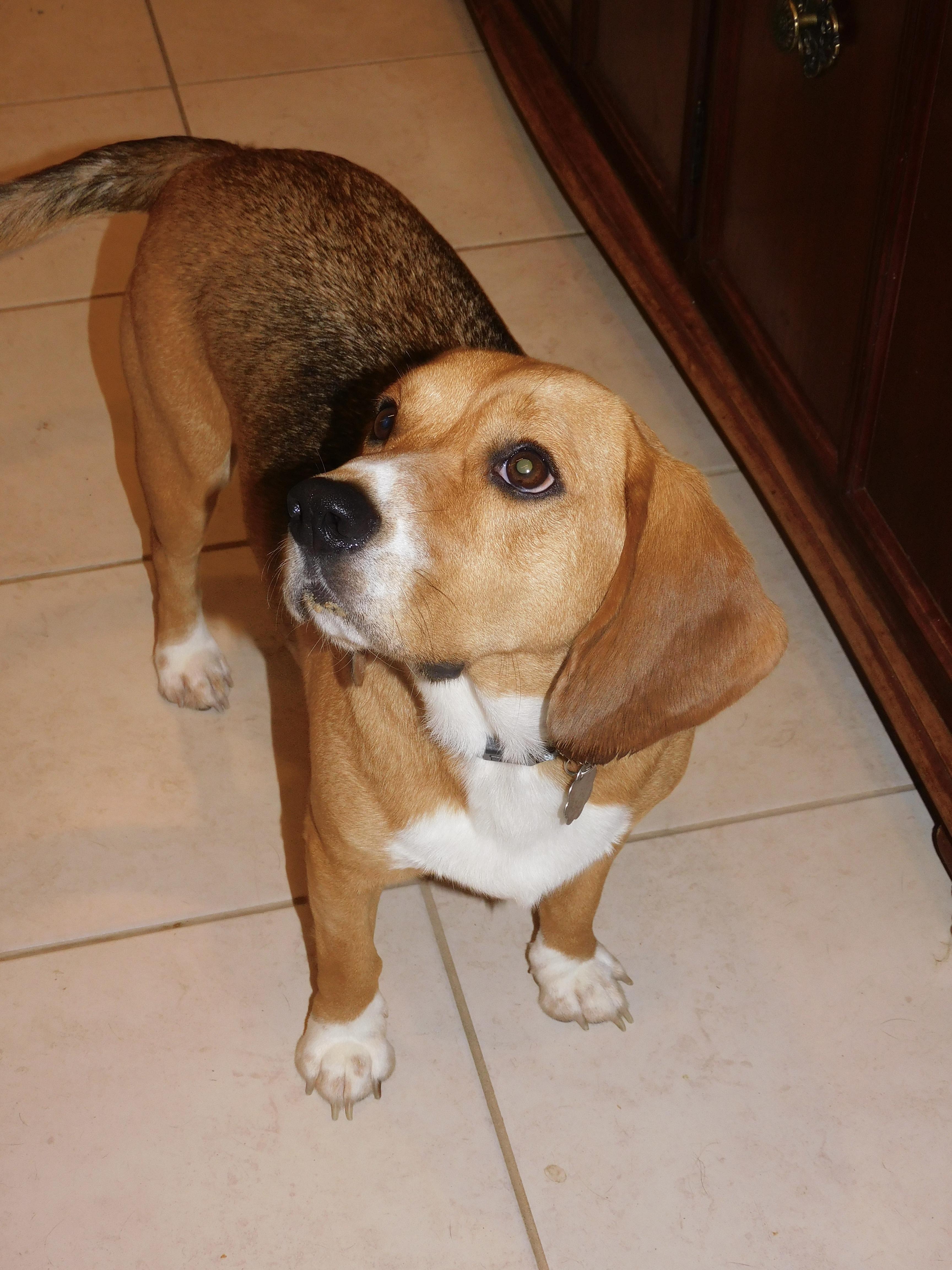 Bingo, a ADOPTABLE Beagle in Prairieville, LA image 6/6