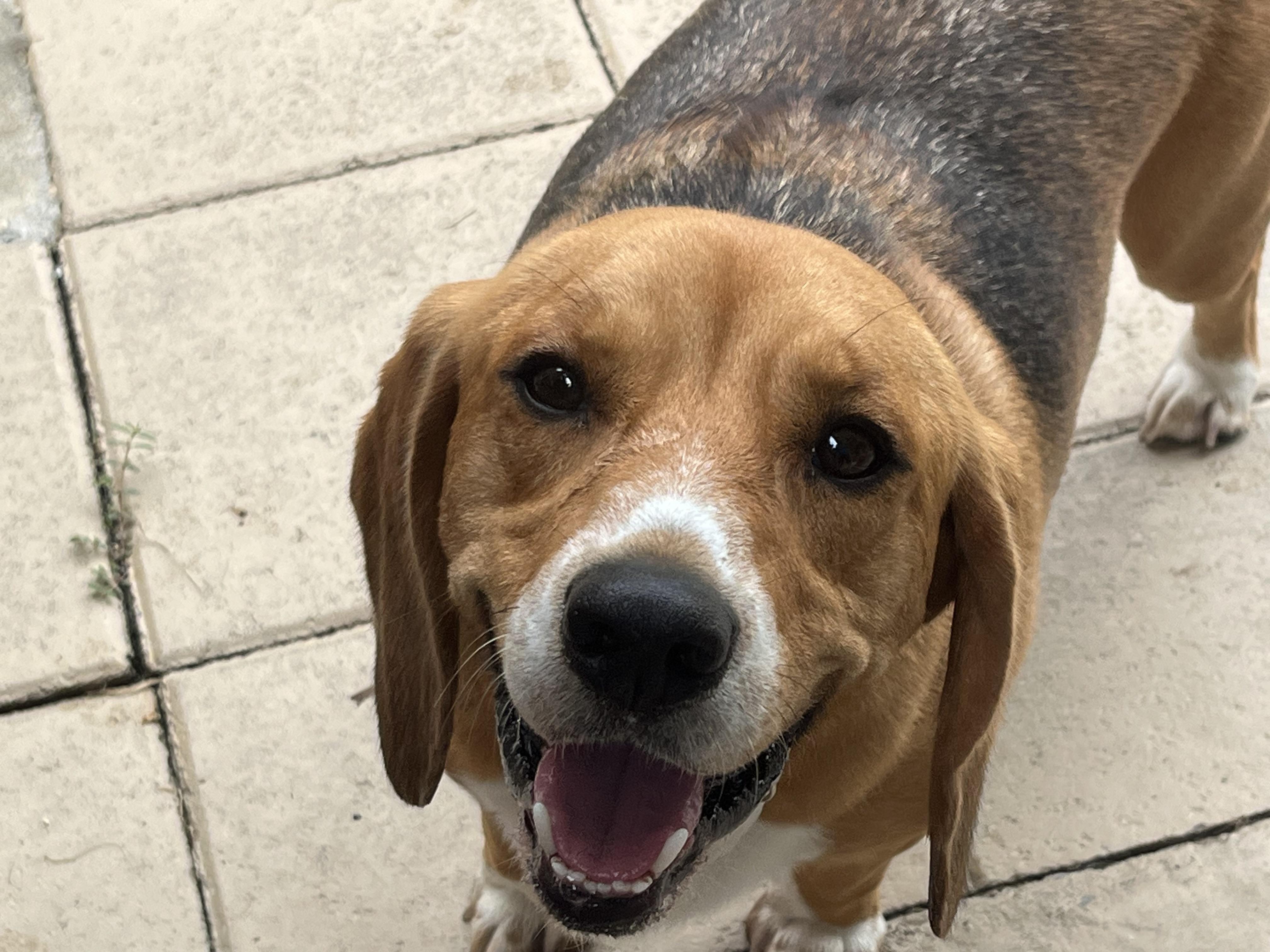 Bingo, a ADOPTABLE Beagle in Prairieville, LA image 4/6