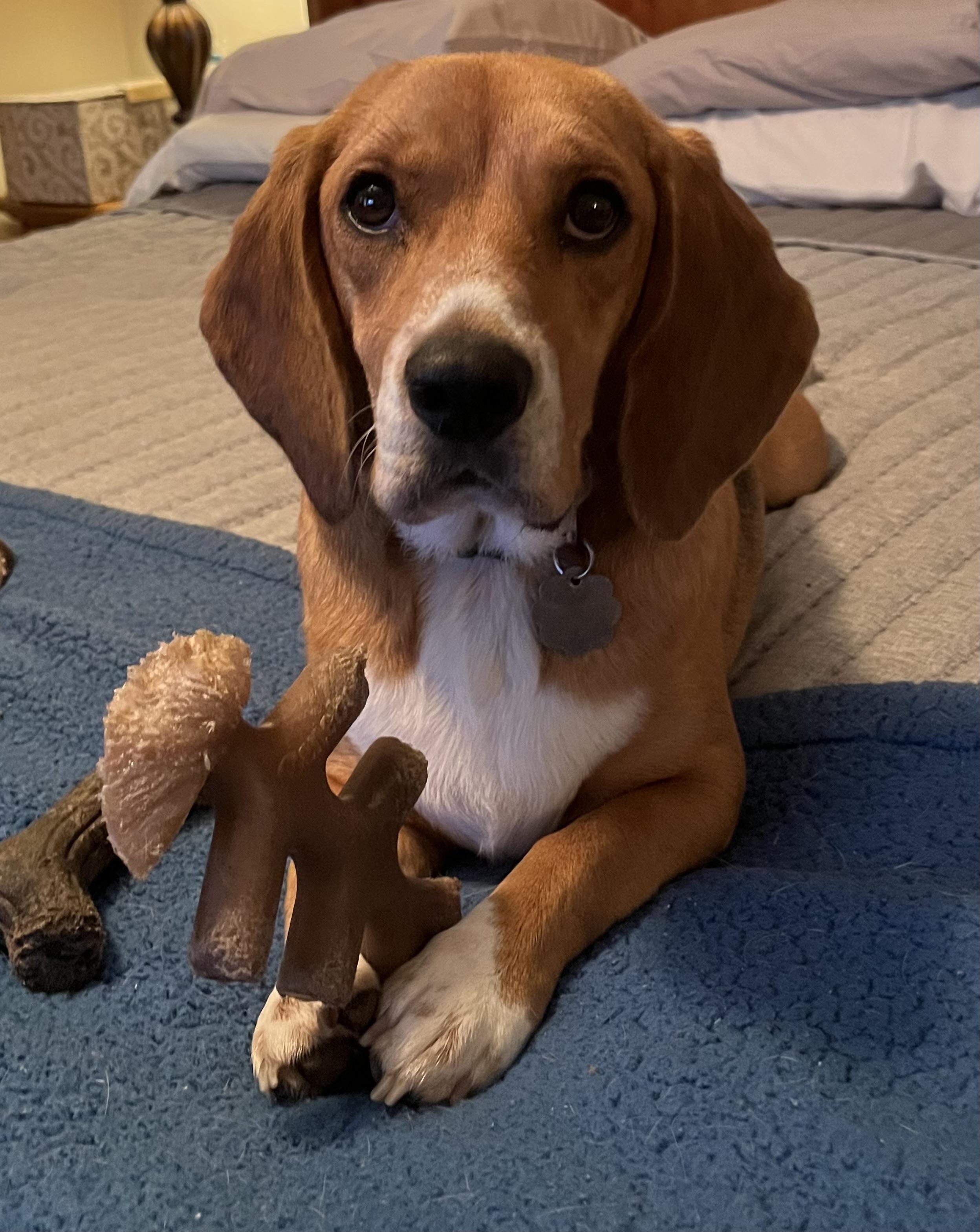 Bingo, ADOPTABLE, Adult Male Beagle.