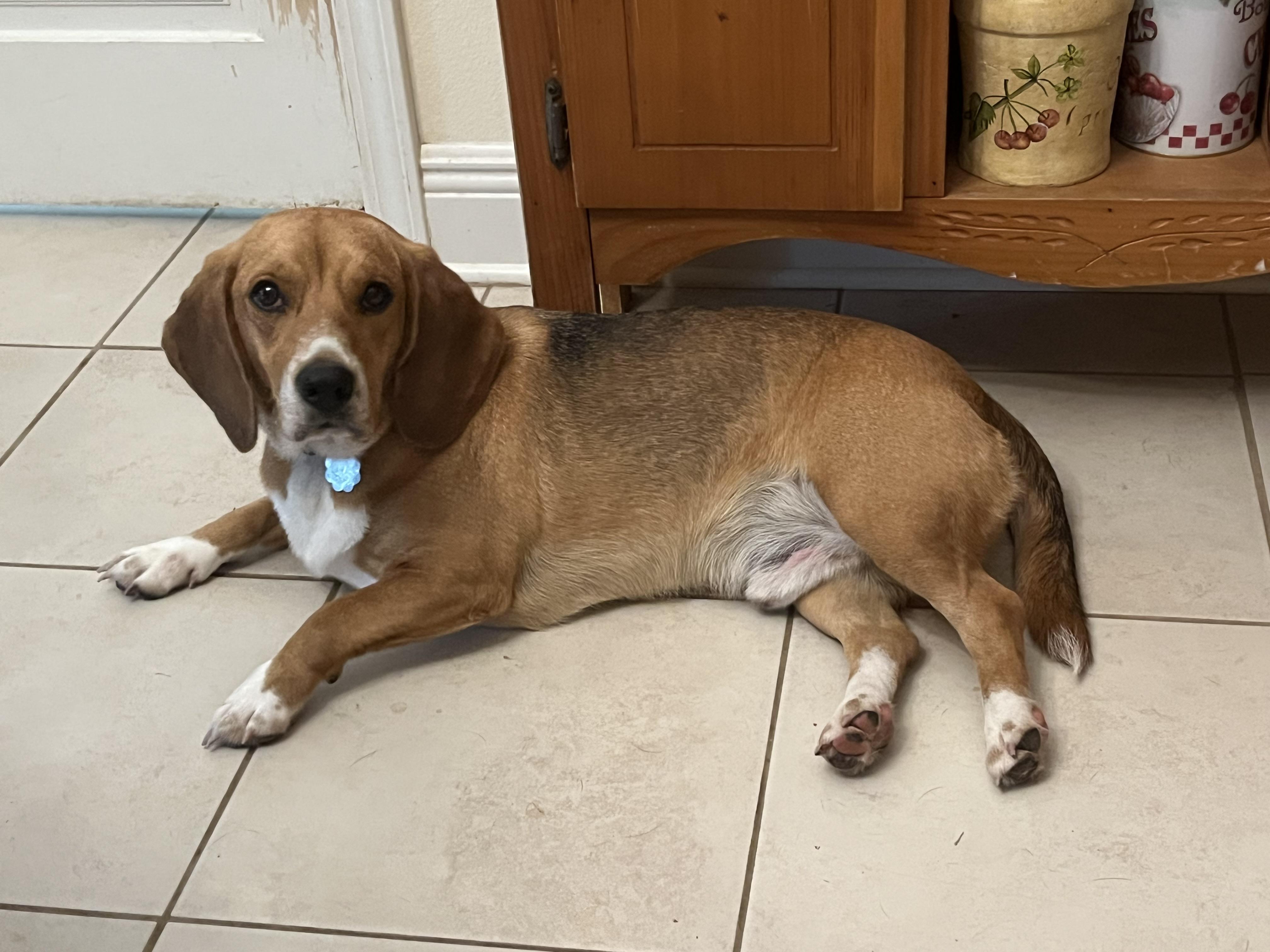 Bingo, a ADOPTABLE Beagle in Prairieville, LA image 5/6