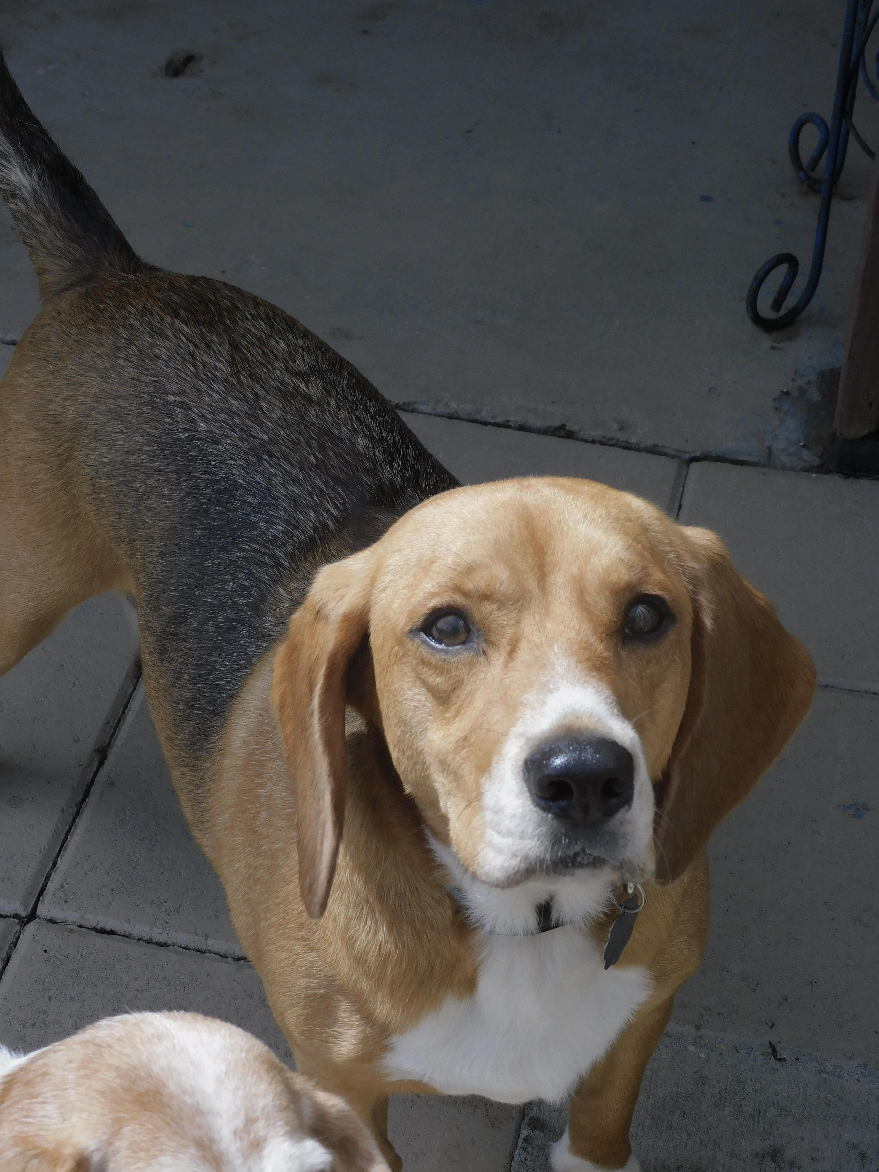 Bingo, a ADOPTABLE Beagle in Prairieville, LA image 3/6