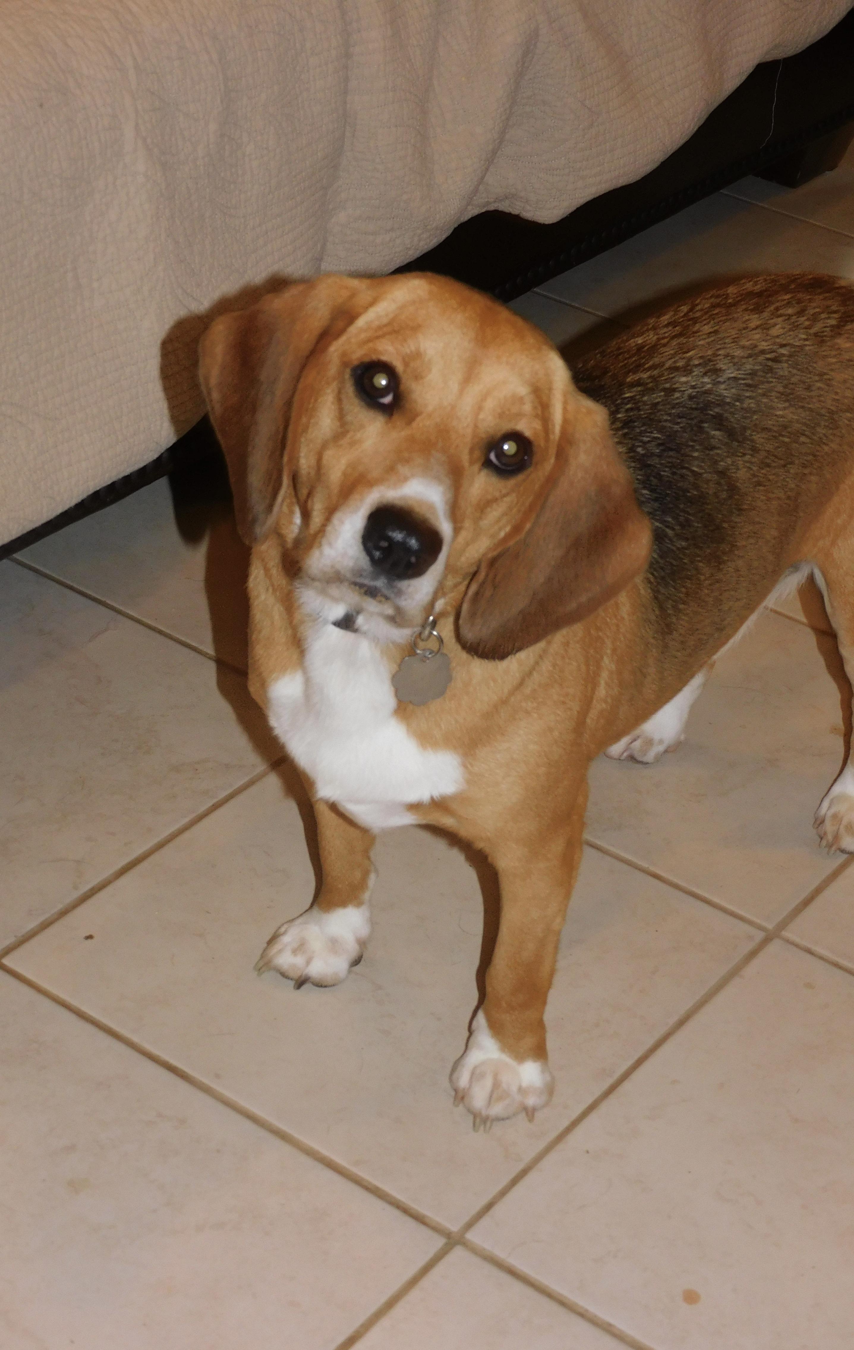 Bingo, a ADOPTABLE Beagle in Prairieville, LA image 2/6