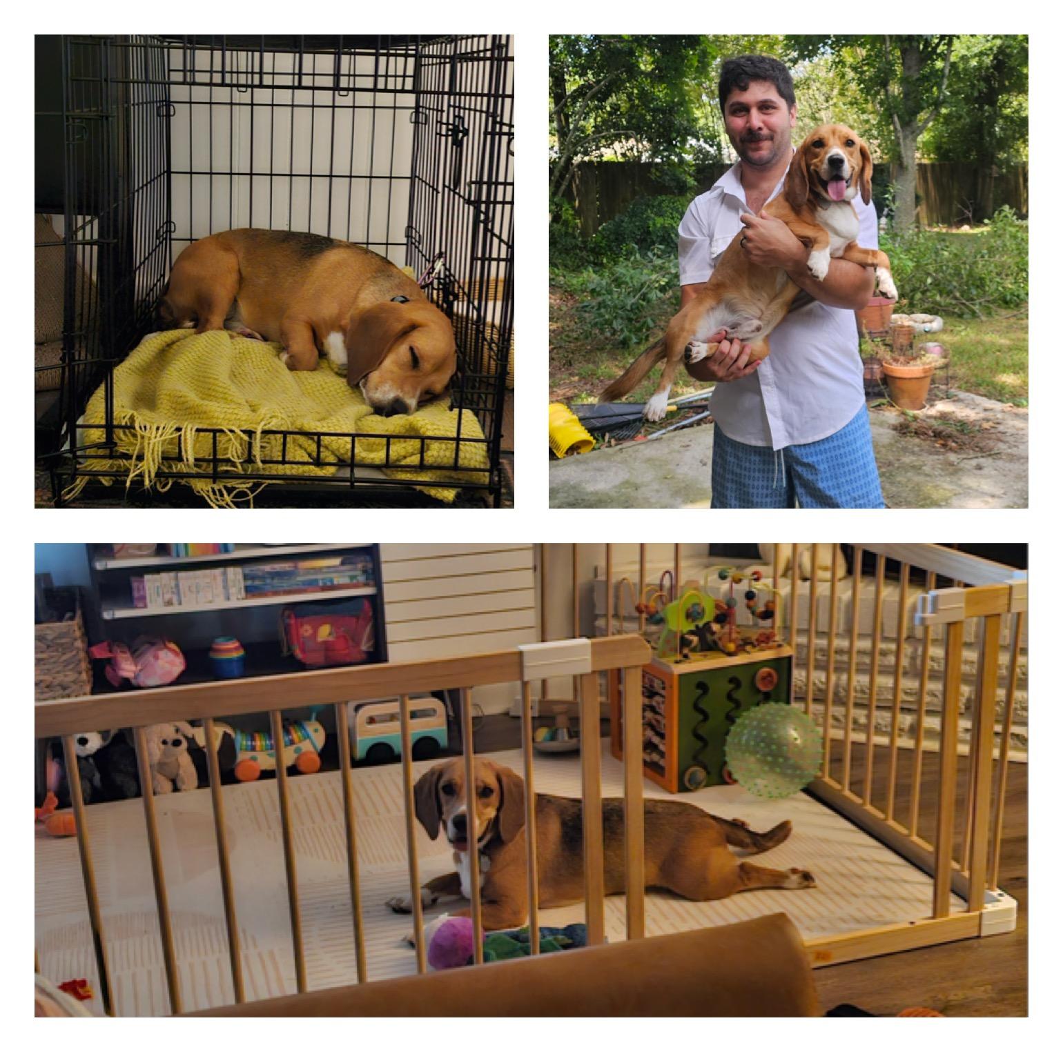 Bingo, adopted, Adult Male Beagle.