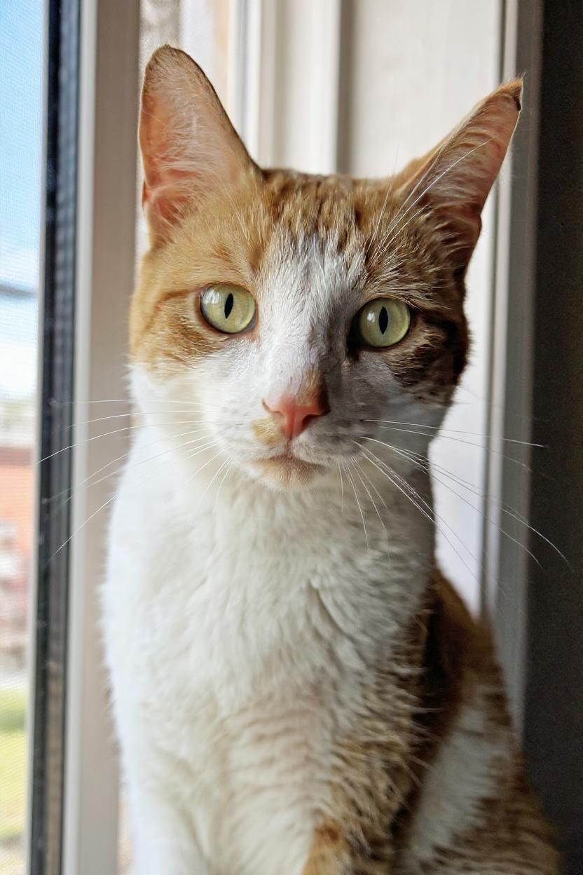 Peabody - Come Visit Me at Pet Valu - Port Union, an adoptable Domestic Short Hair in Scarborough, ON_image-1