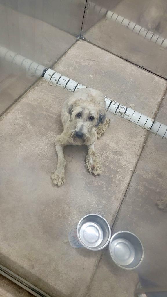 Amber and Anika, Adult Female Wheaten Terrier