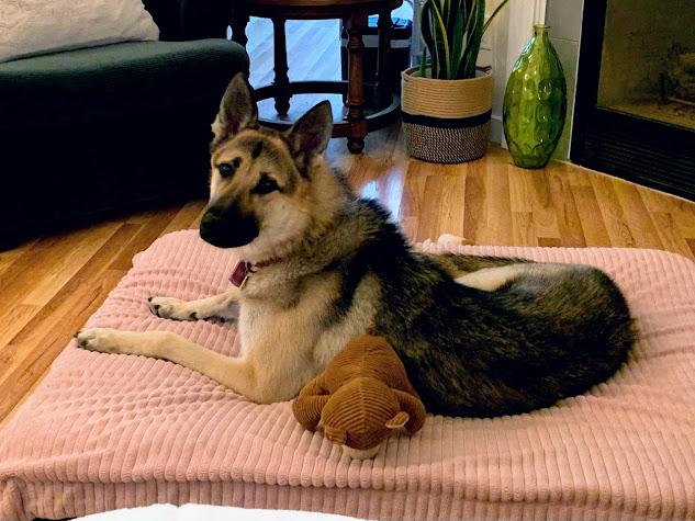 Belle fka Bella, Adopted, Adult Female German Shepherd Dog.