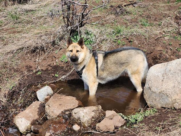 Belle fka Bella, a Adopted mixed breed in Jerome, ID image 2/6