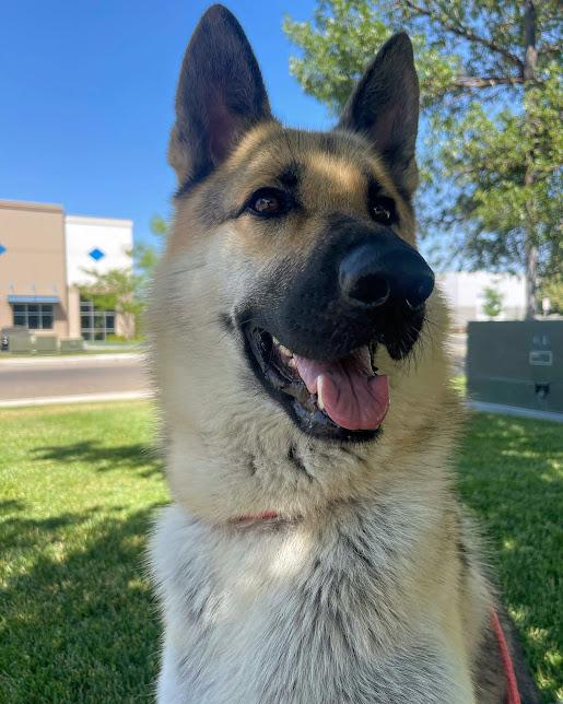 Belle fka Bella, a Adopted mixed breed in Jerome, ID image 3/6