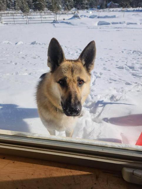 Belle fka Bella, a Adopted mixed breed in Jerome, ID image 5/6
