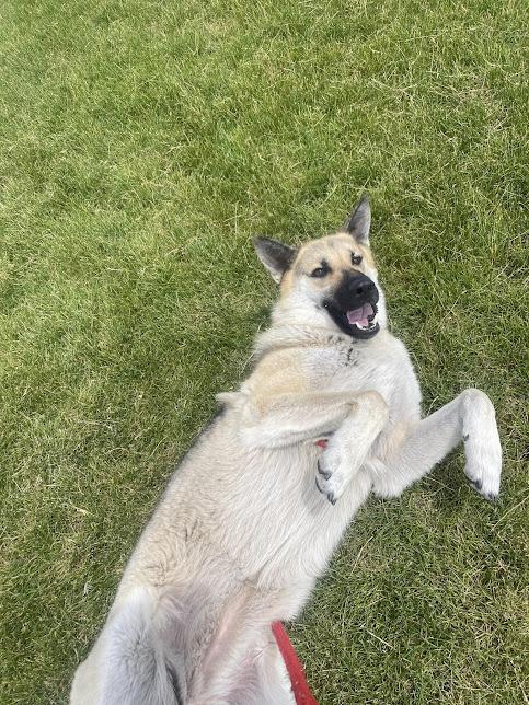 Belle fka Bella, a Adopted mixed breed in Jerome, ID image 6/6